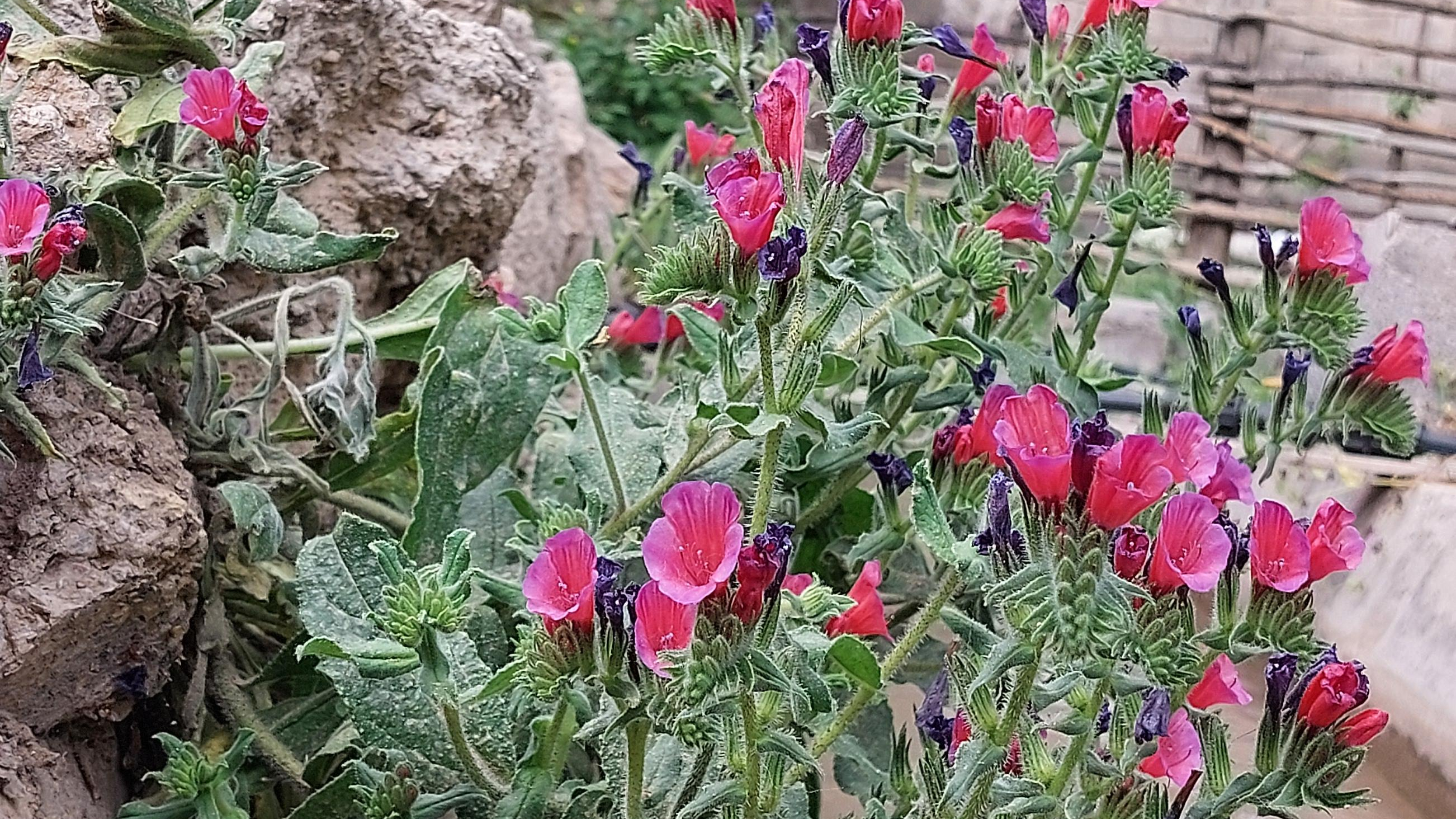 اقامتگاه بوم گردی باغ پایین