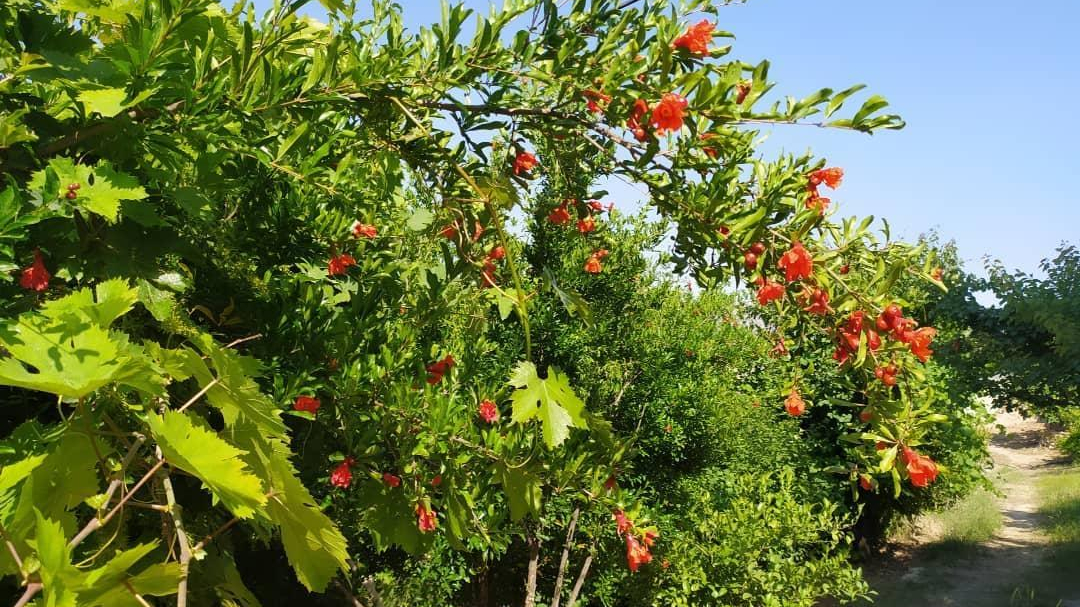 منطقه توریستی سادات موسوی