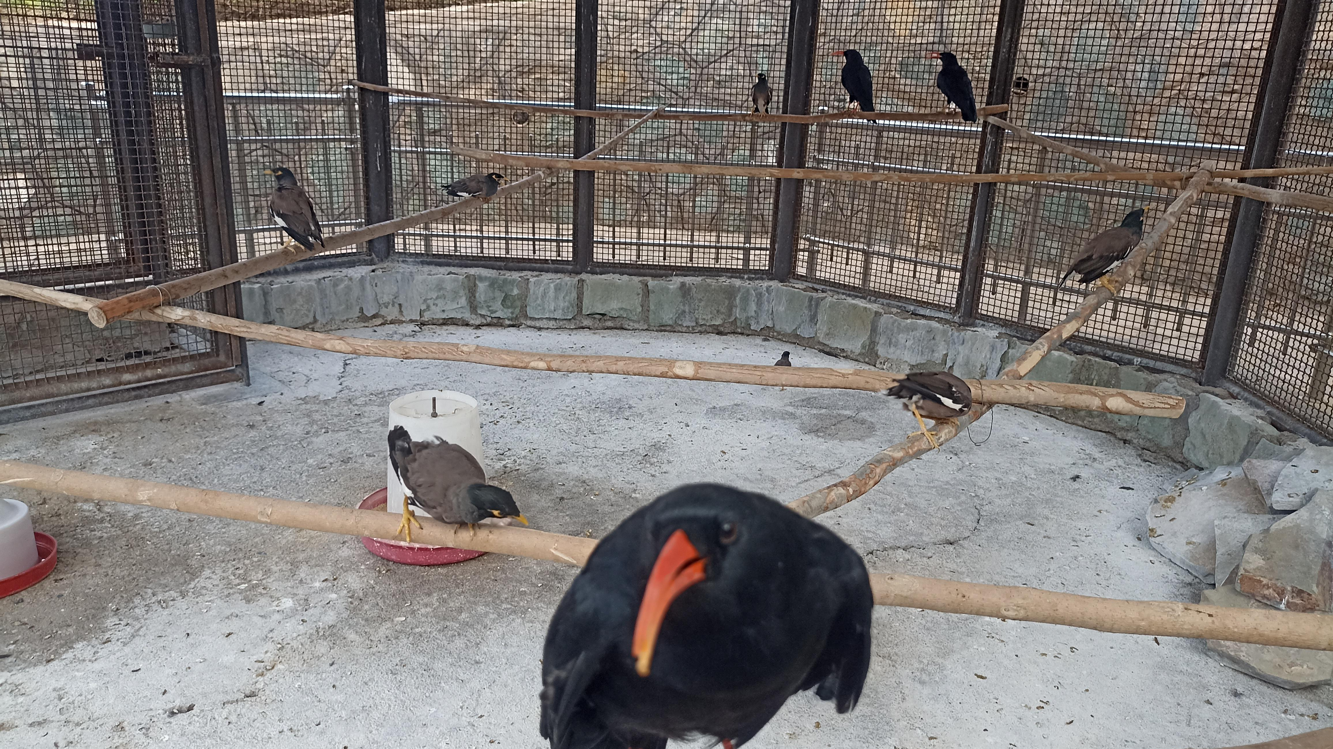 باغ پرندگان