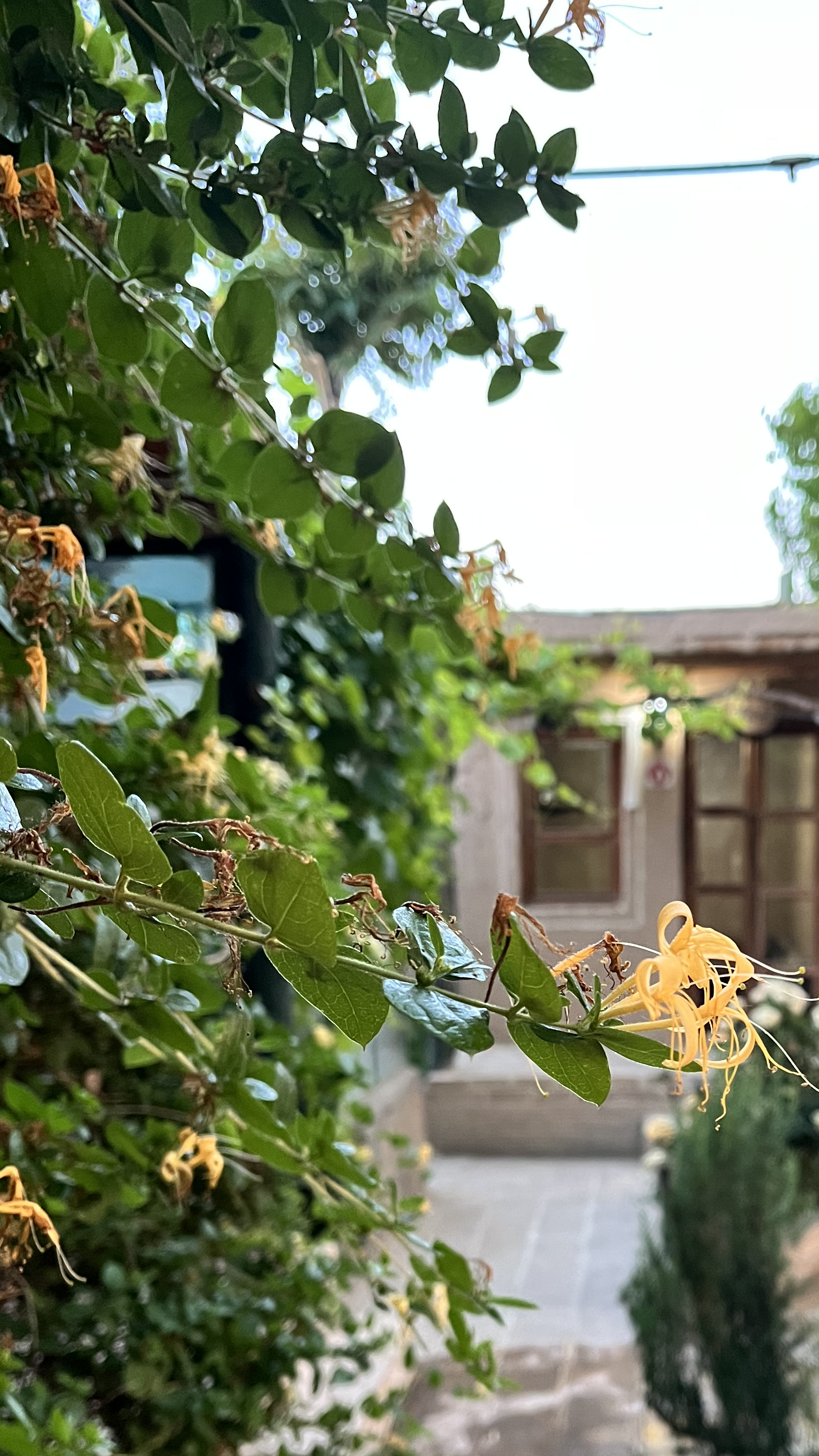 رستوران سنتی شب نشین