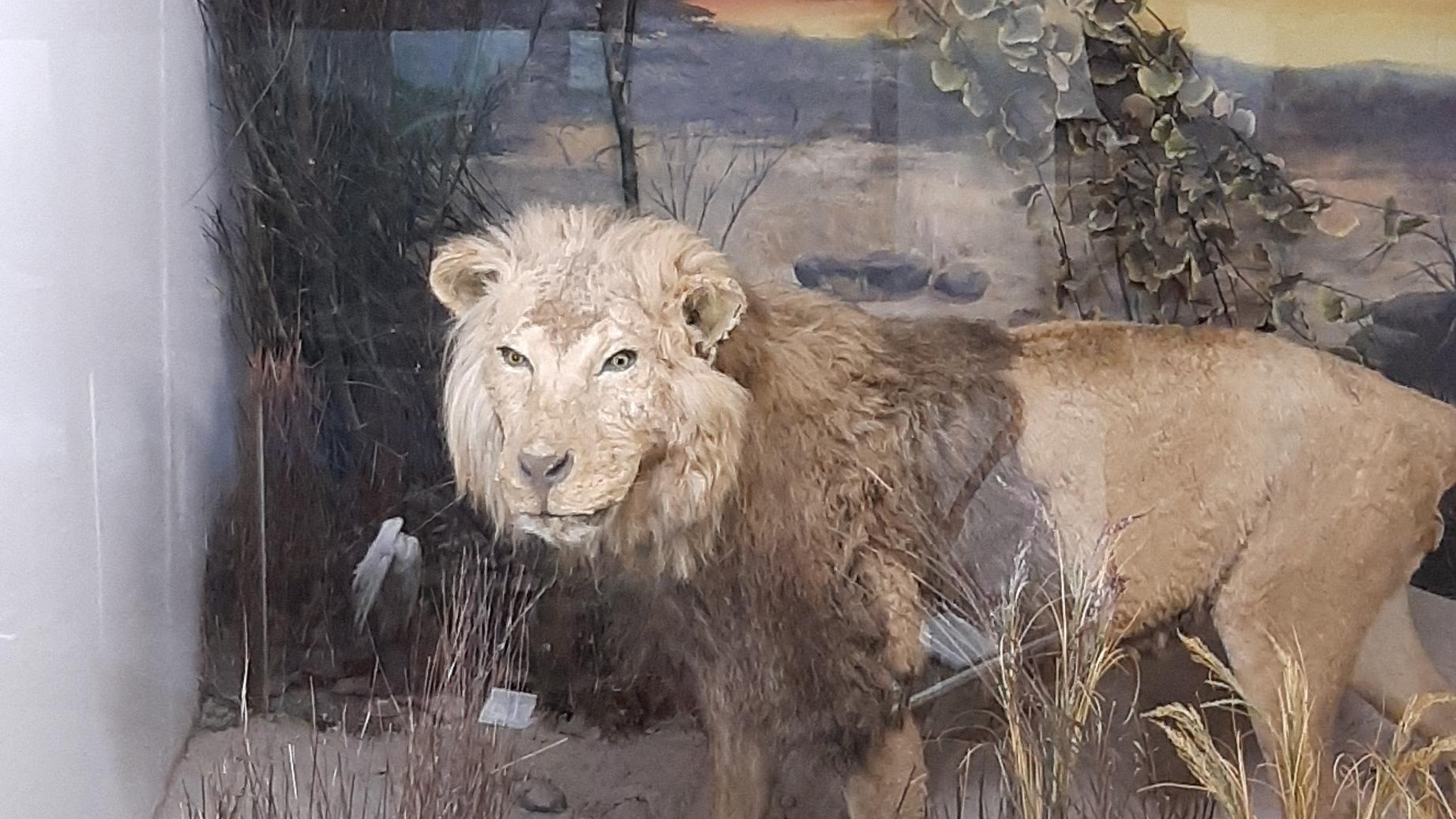 موزه تاریخ طبیعی همدان