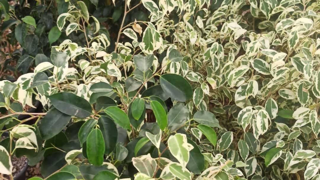 گلخانه نوتو کاکتوس