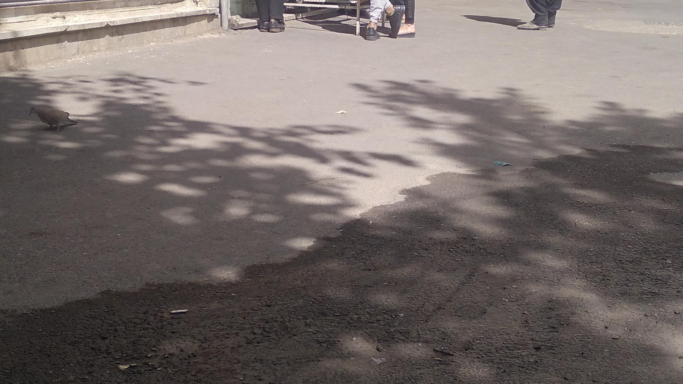 نان بربری