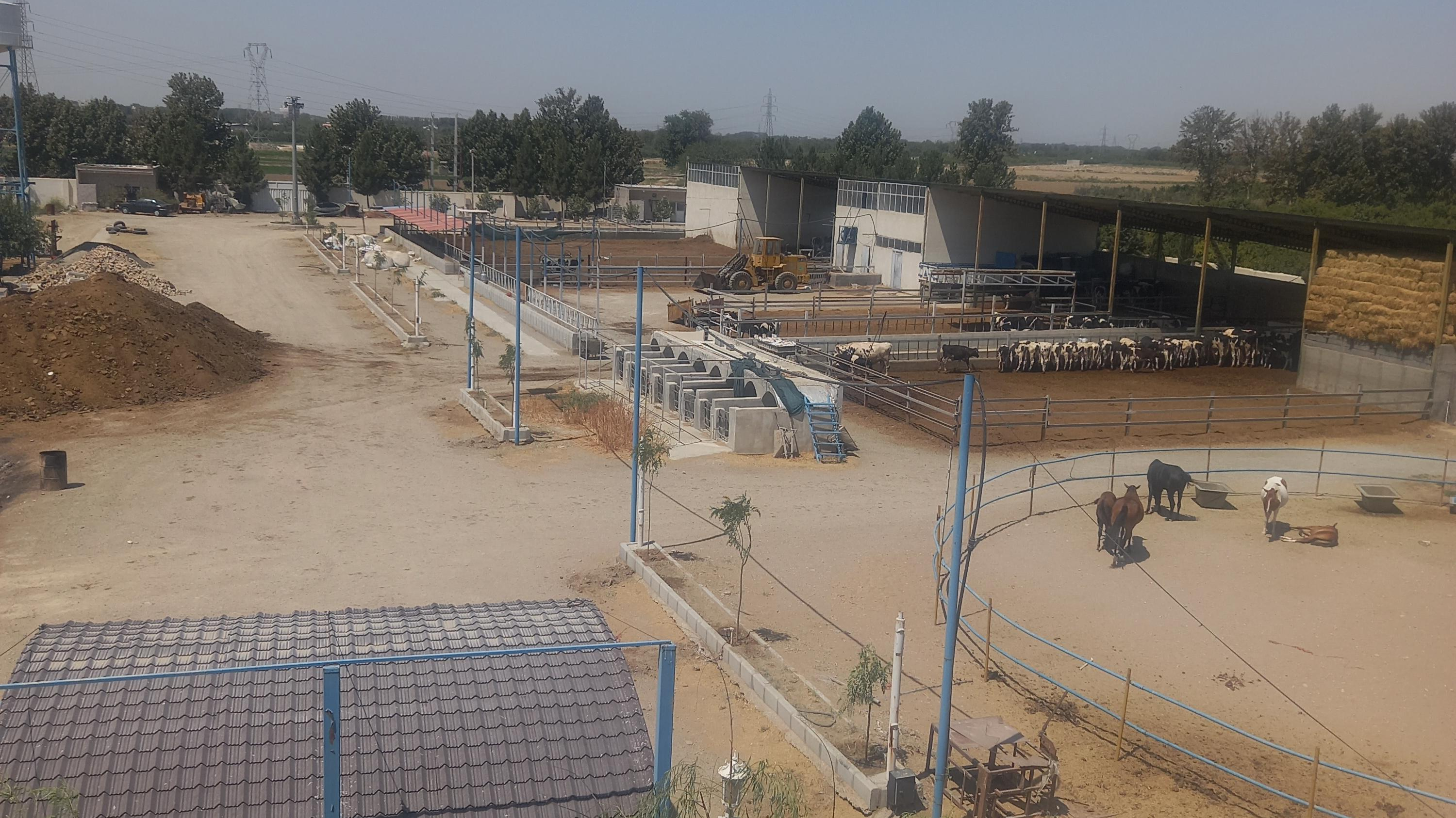 مجتمع شیروگوشت دامداری مدرسی