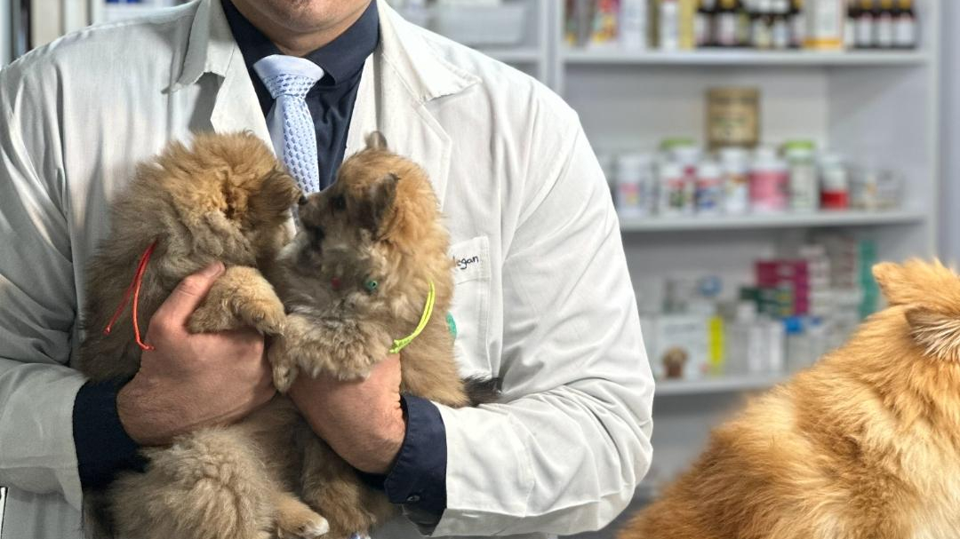 پلی کلینیک دامپزشکی حیوانات خانگی پارادایس