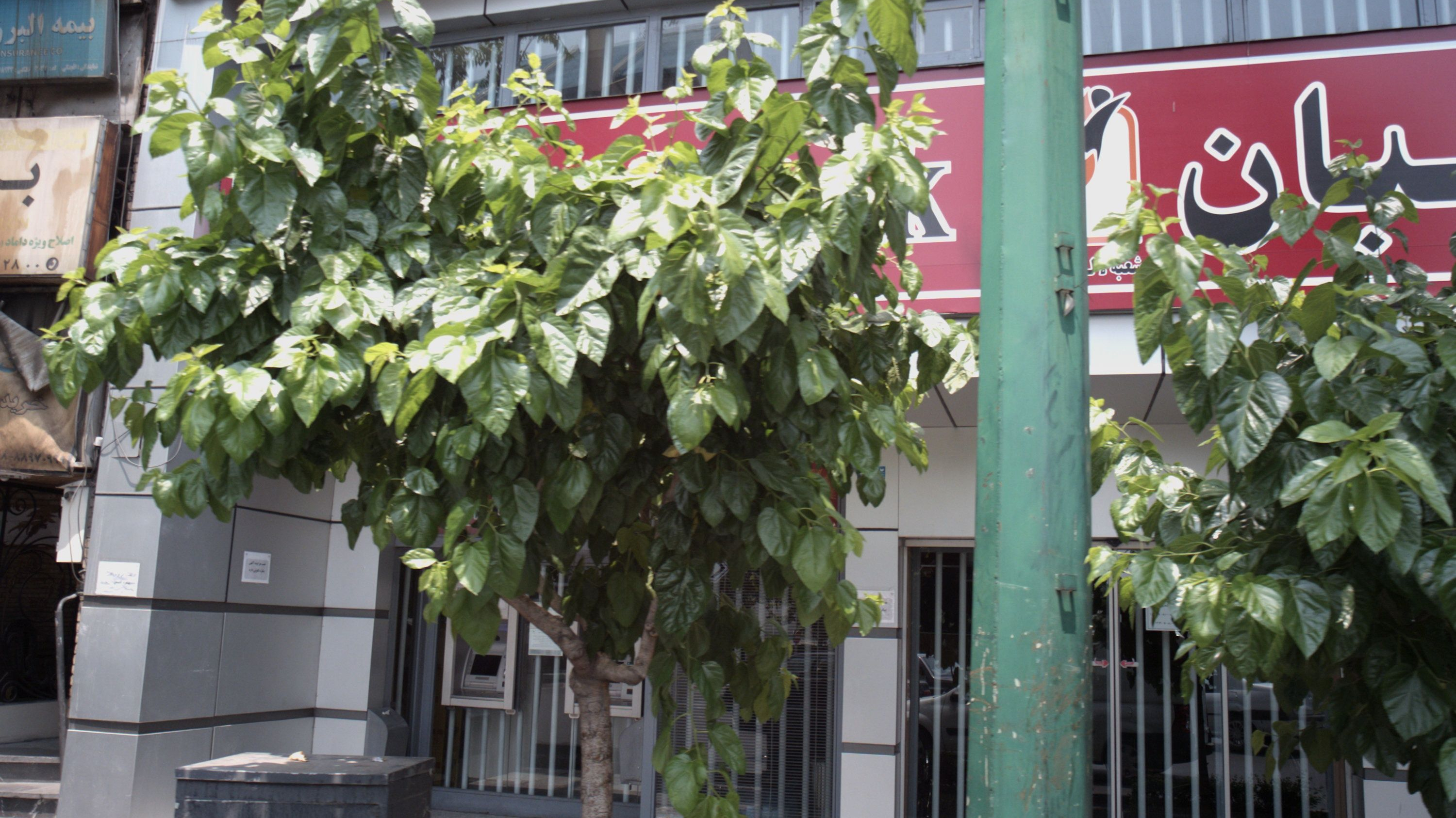 بیمه البرز