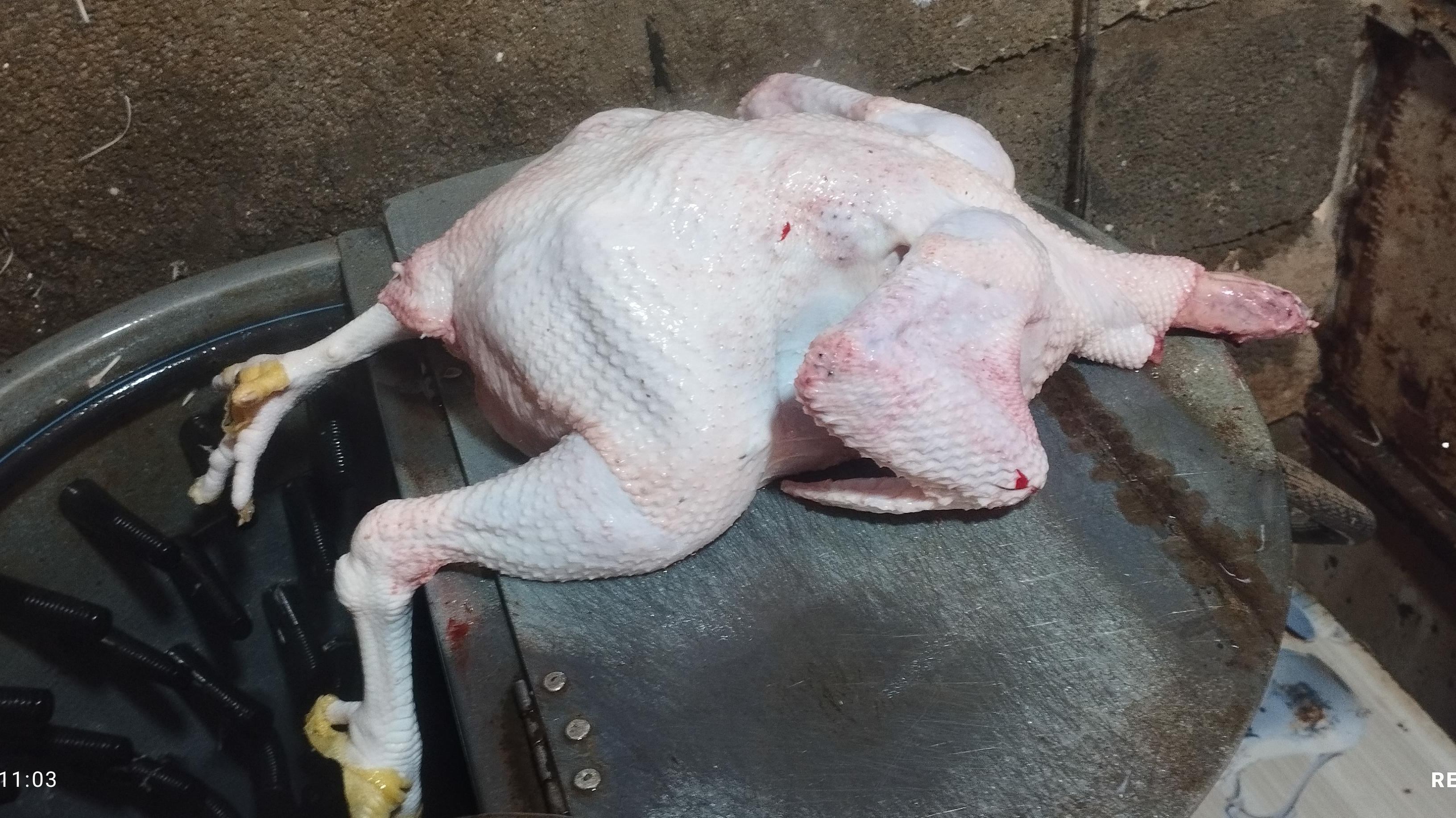 مرغ فروشی خدایاری