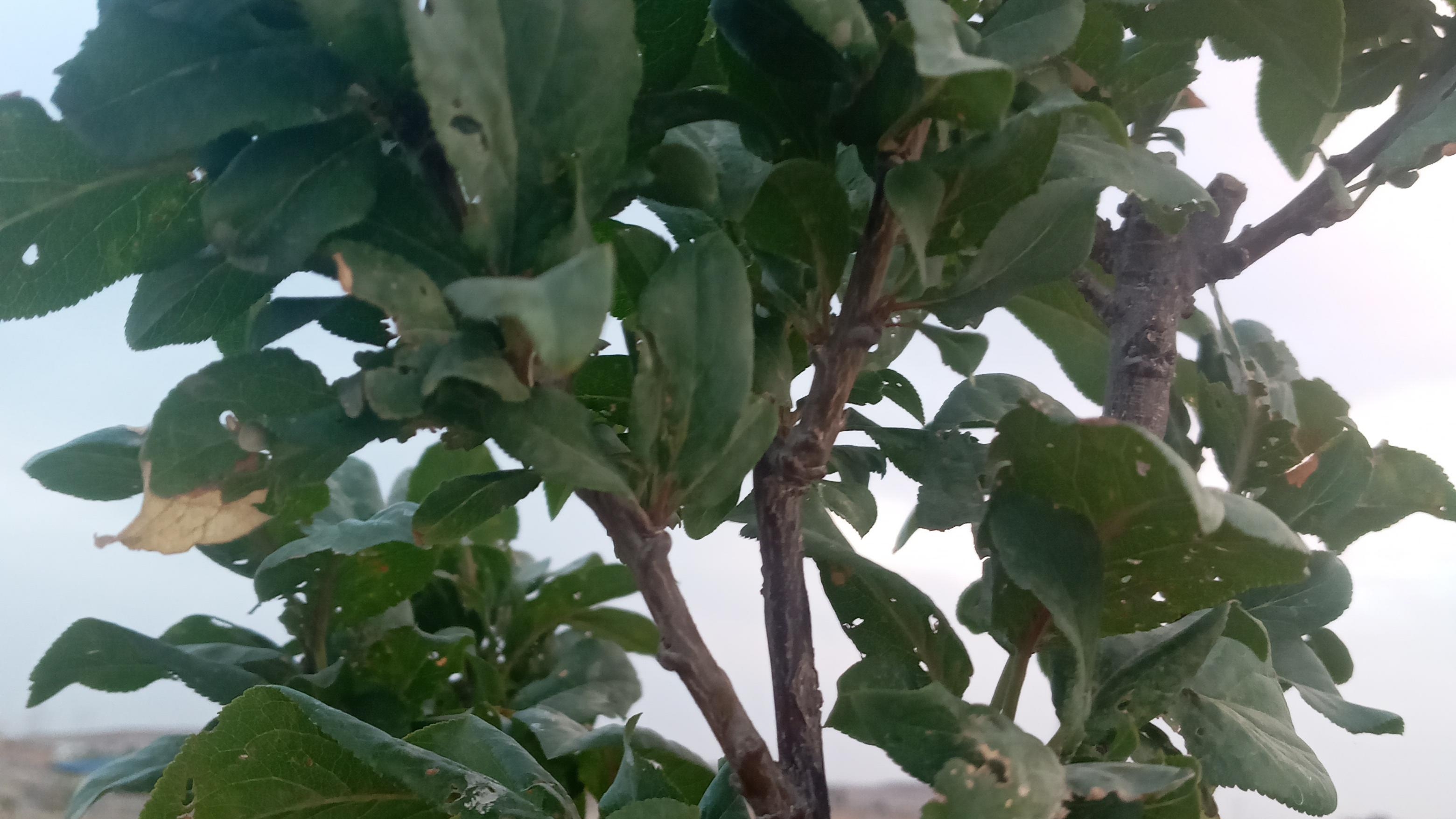 باغچه رضا قهرمانی