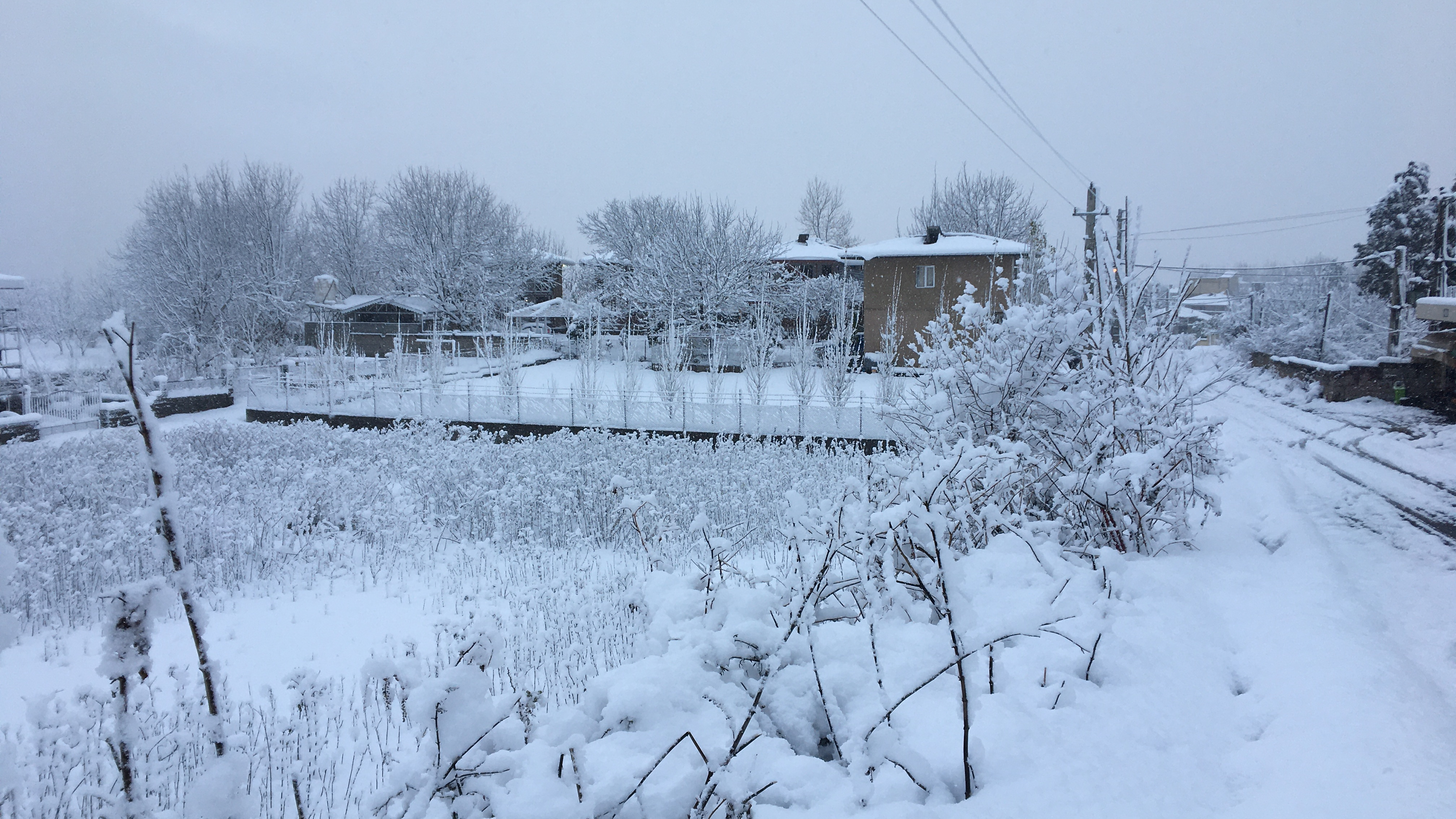 بومگردی مروارید