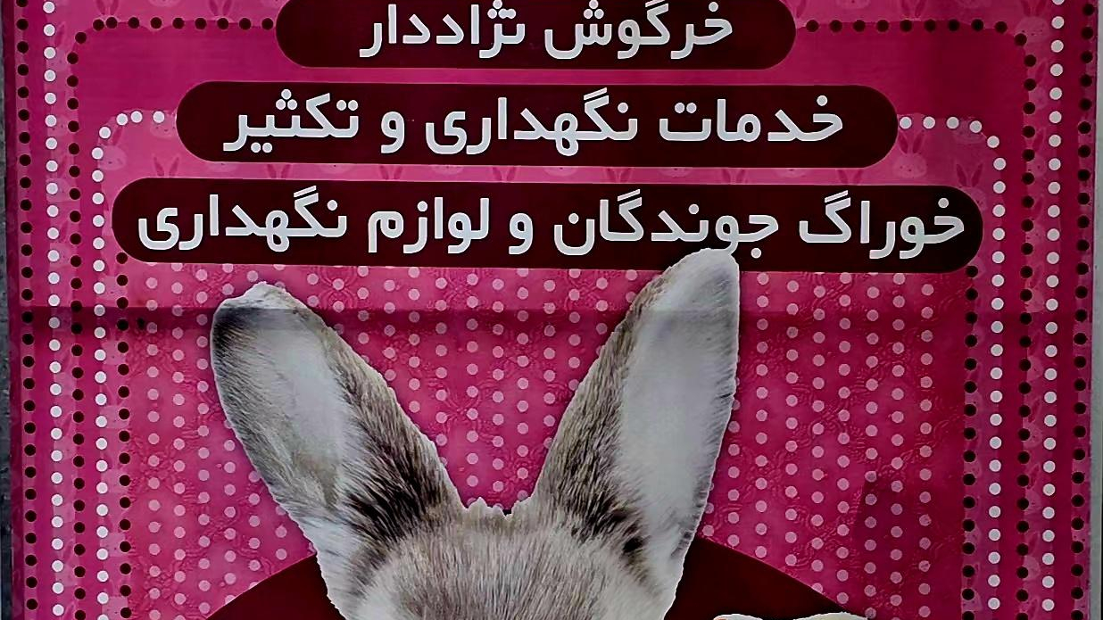 هانی پت