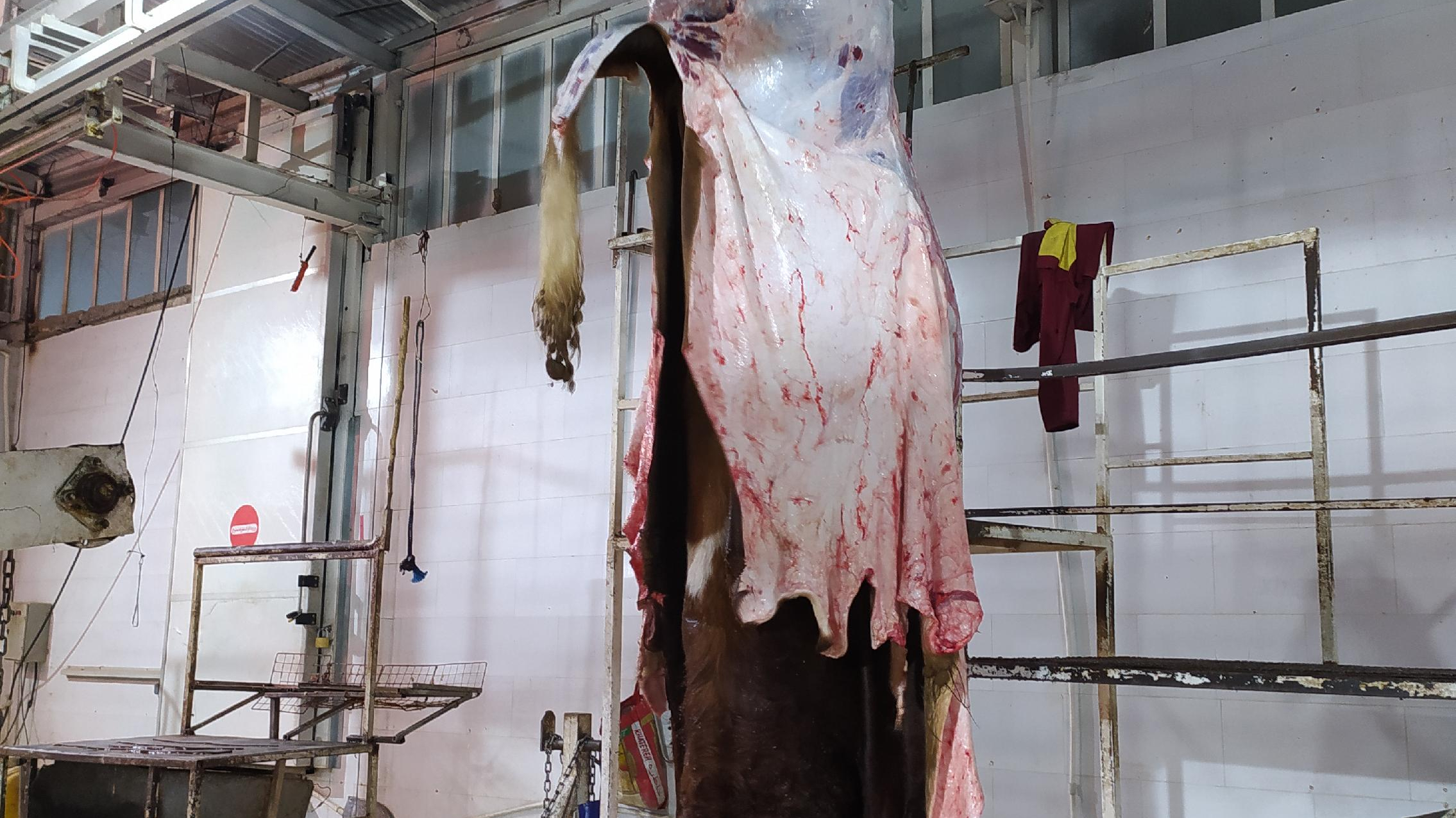 قصابی مزرعه گرین دام