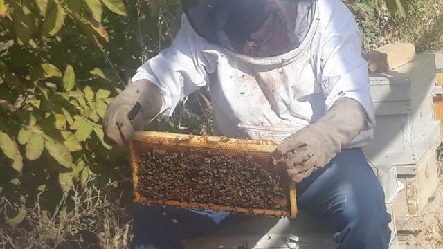 عسل سرای دانا
