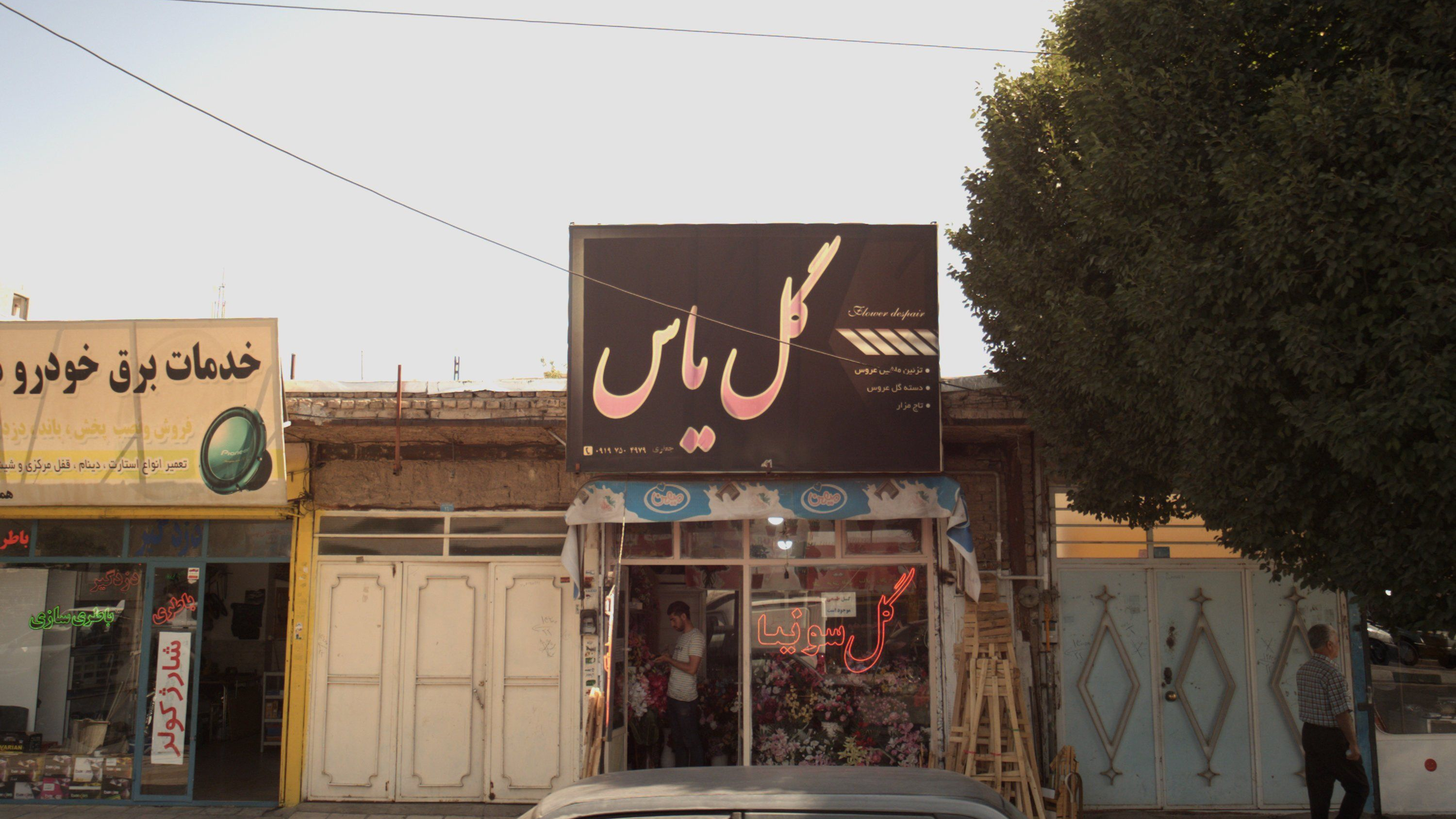 گل یاس
