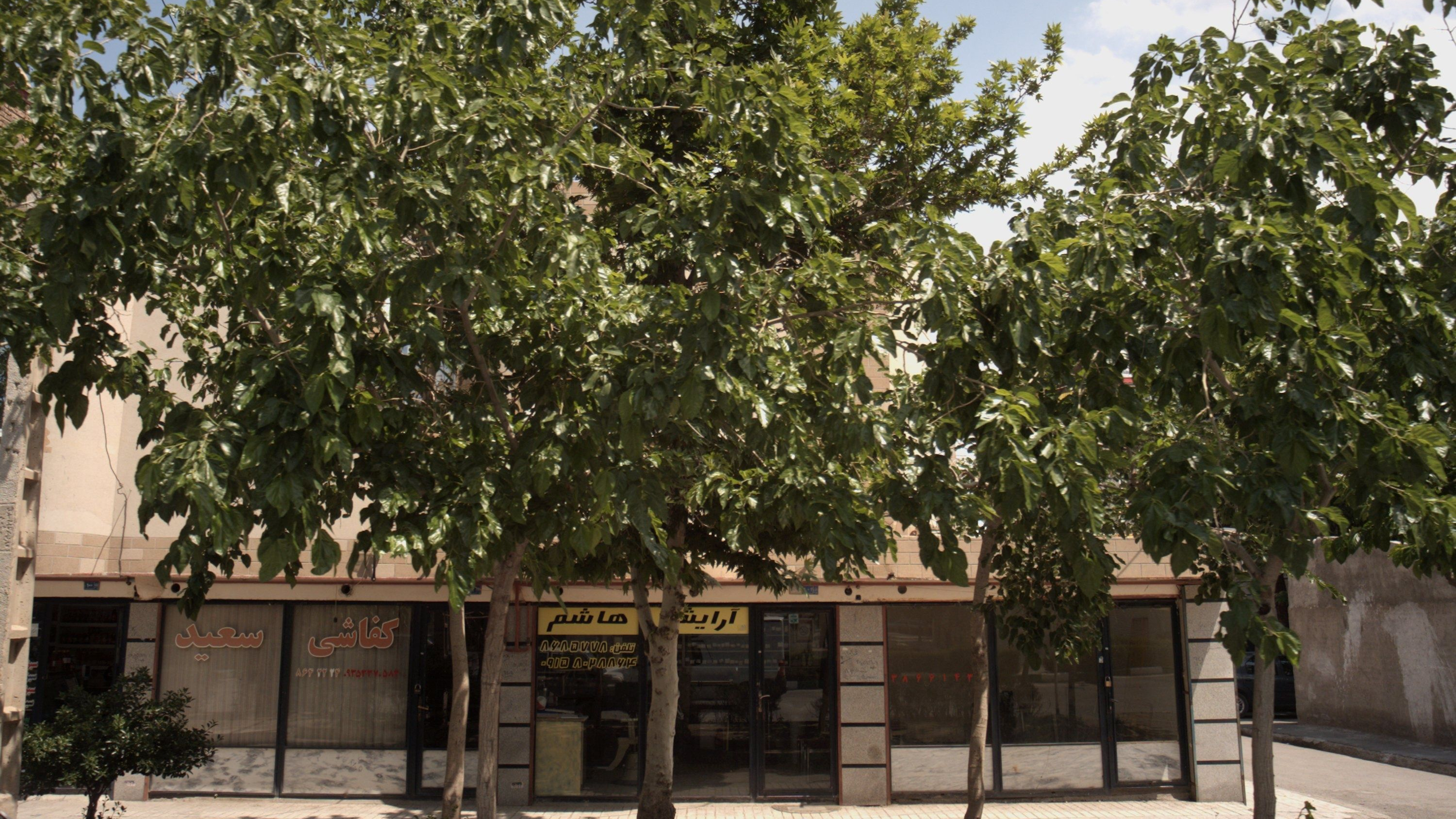 کفاشی سعید