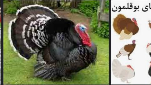 مرگزپرورش مرغ وبوقلمون محلی