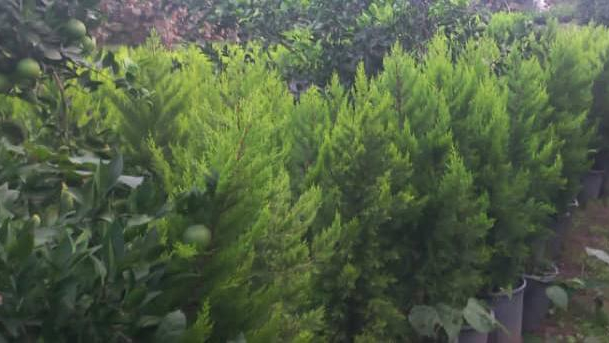 تولید وعرضه اولیه گل وگیاه سجام