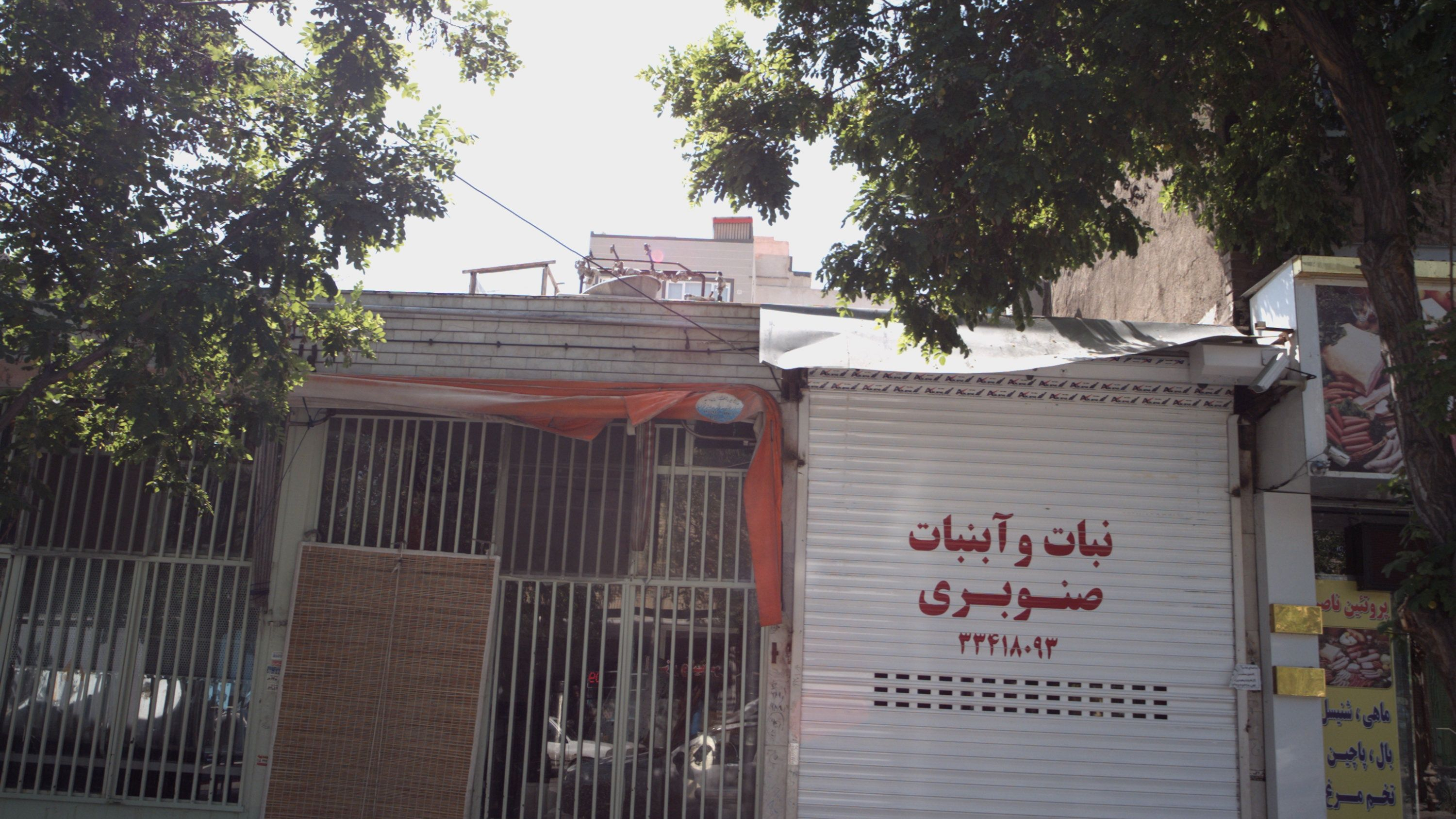 نبات و آبنبات صنوبری