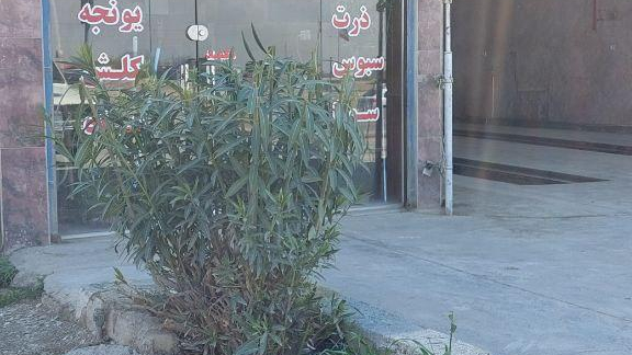 خوراک دام سید مرتضی