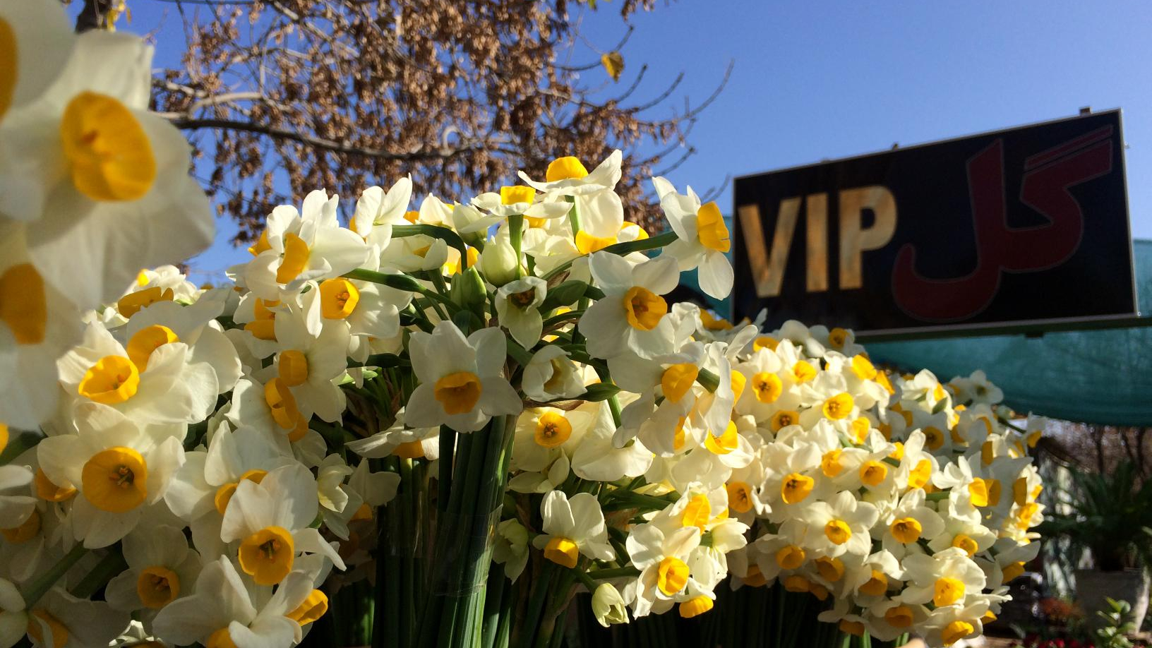 گلفروشی و باغ گل vip