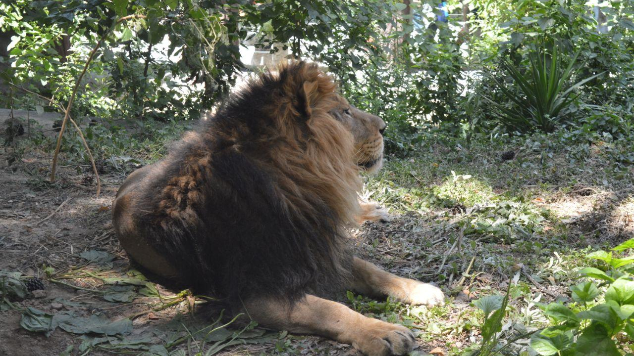 باغ وحش پارک ارم