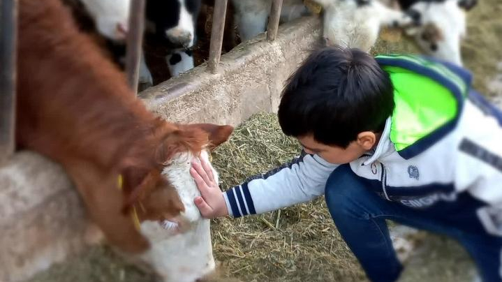 دامداری مصطفایی