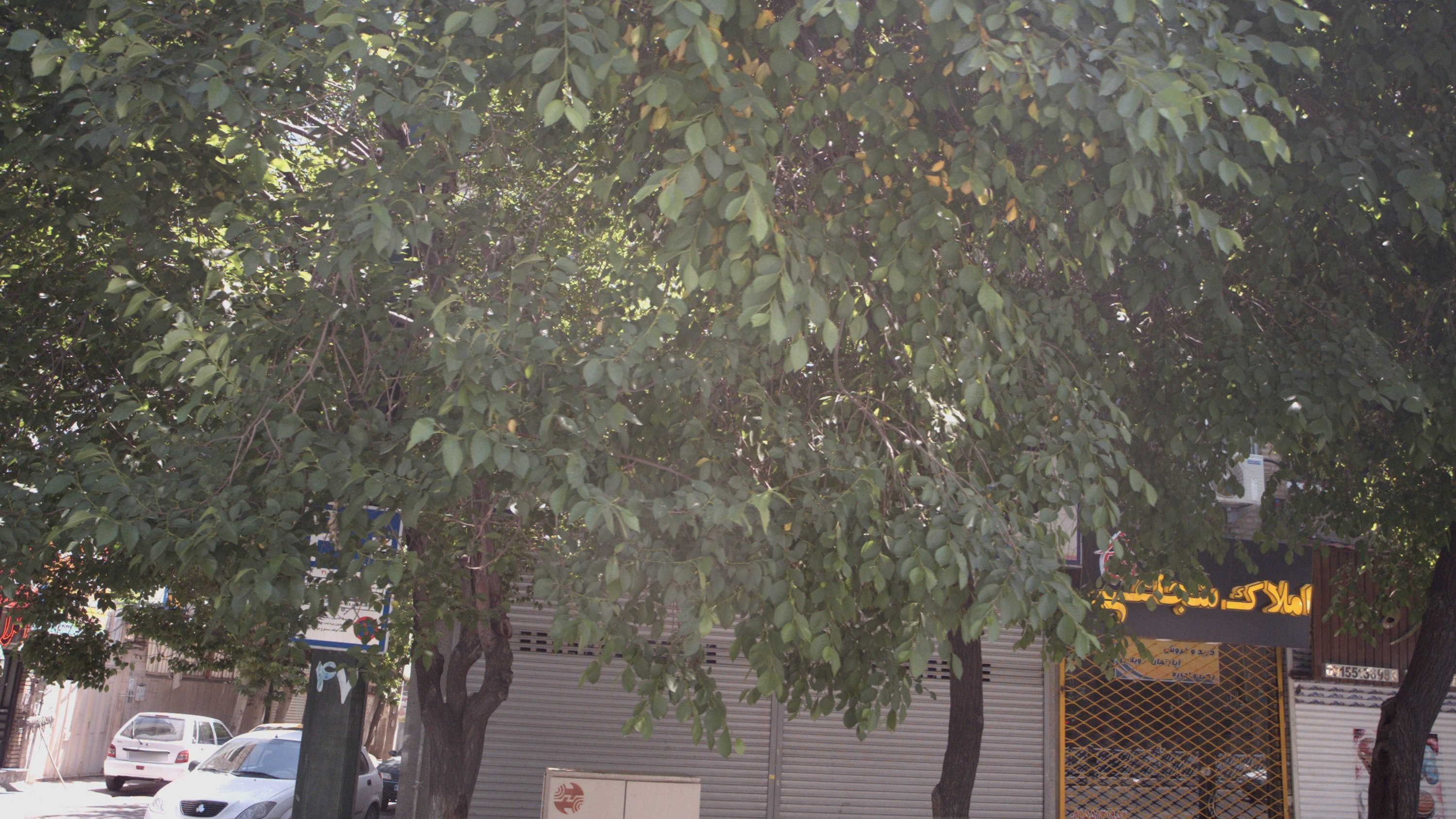 املاک شجاعی