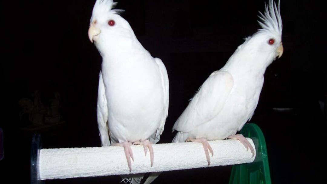 مرکز پرورش طوطیسانان