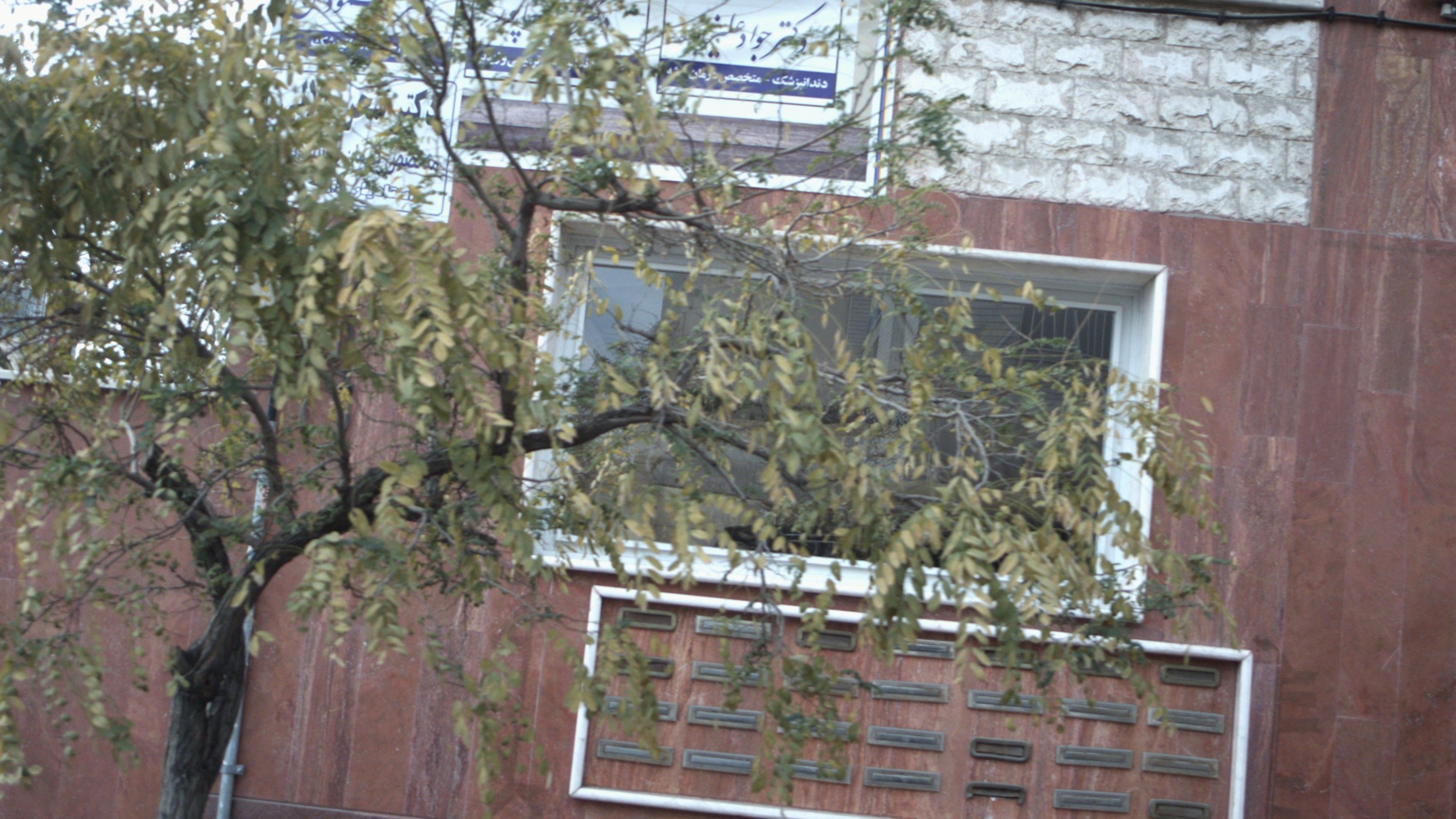 دکتر المیرا علیجانی