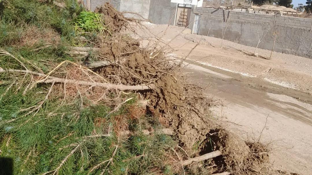 نهالستان شمشیری
