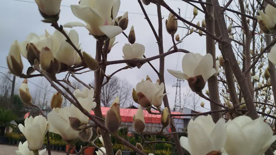 گلخانه و نهالستان مظفری
