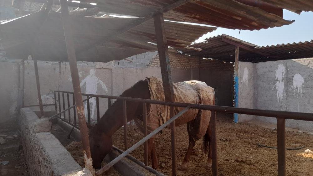باشگاه سوارکاری اشکان