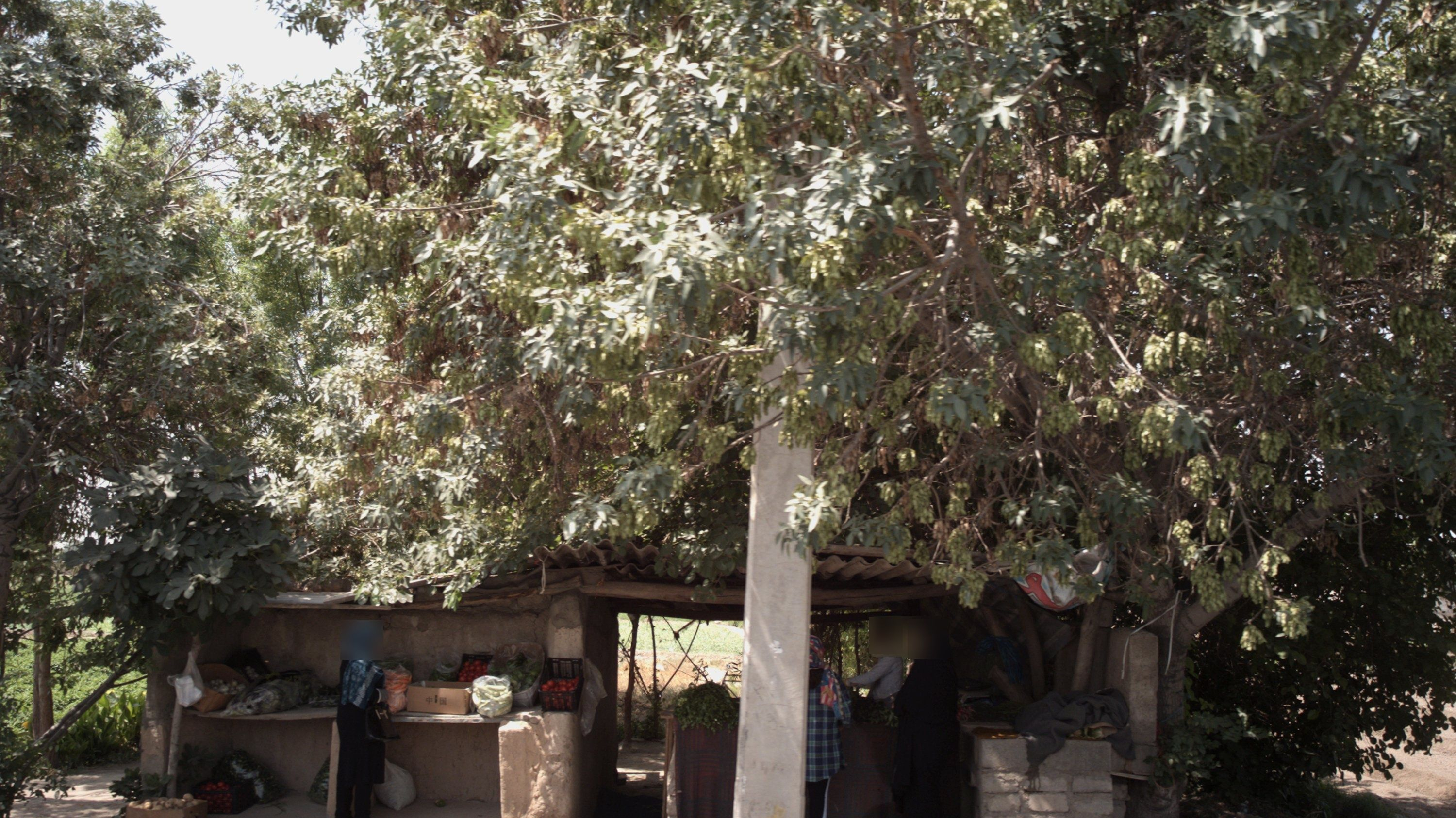 میوه و سبزی فروشی