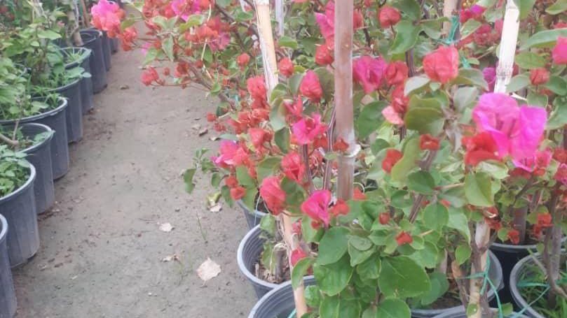 گل فروشی مراد
