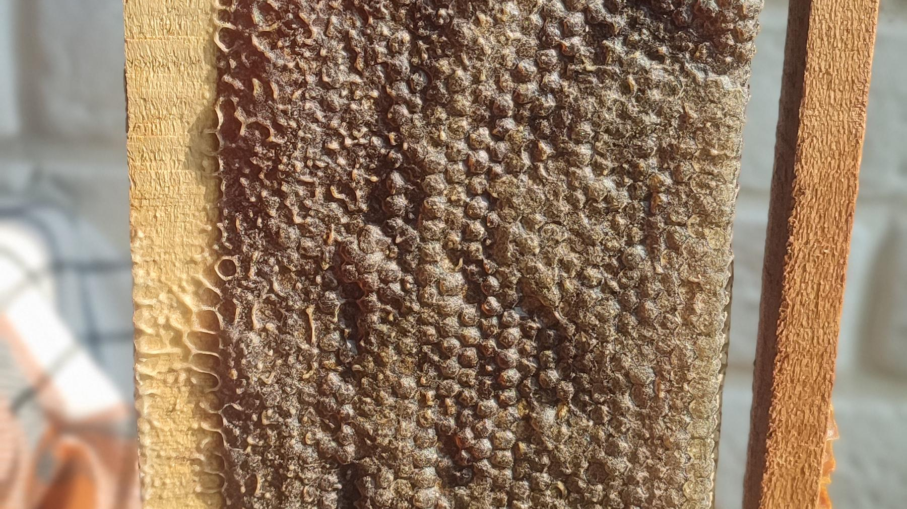 عسل شهدمان