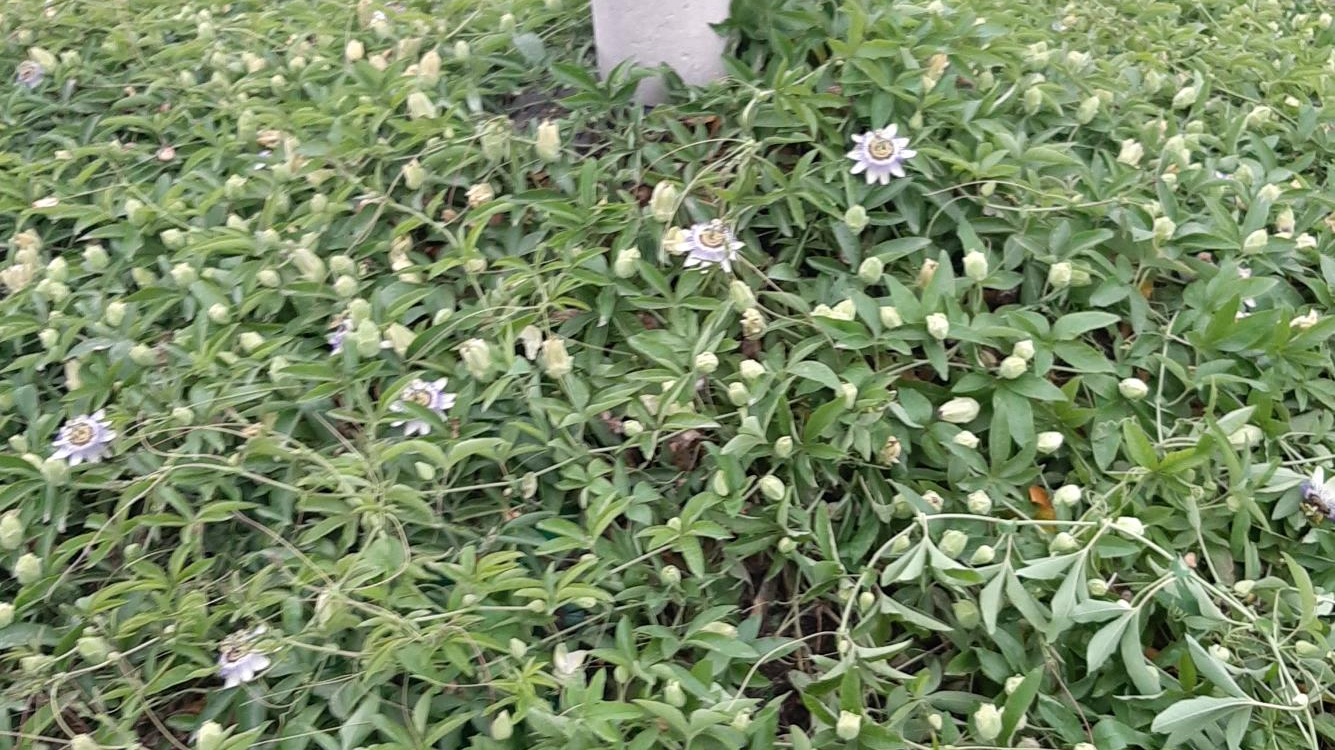 باغ میوه کاظمی