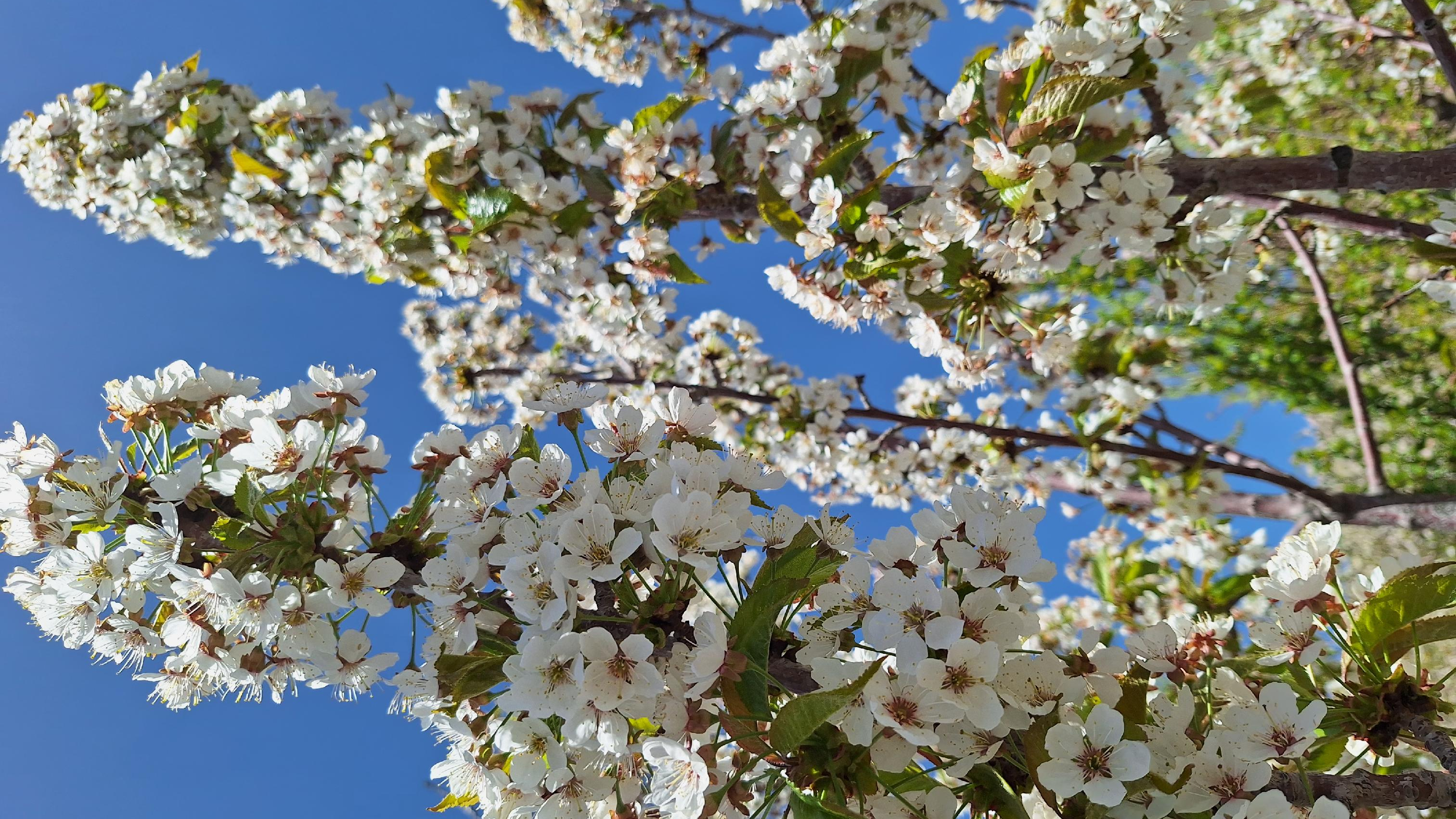باغ‌ سنگ سبز