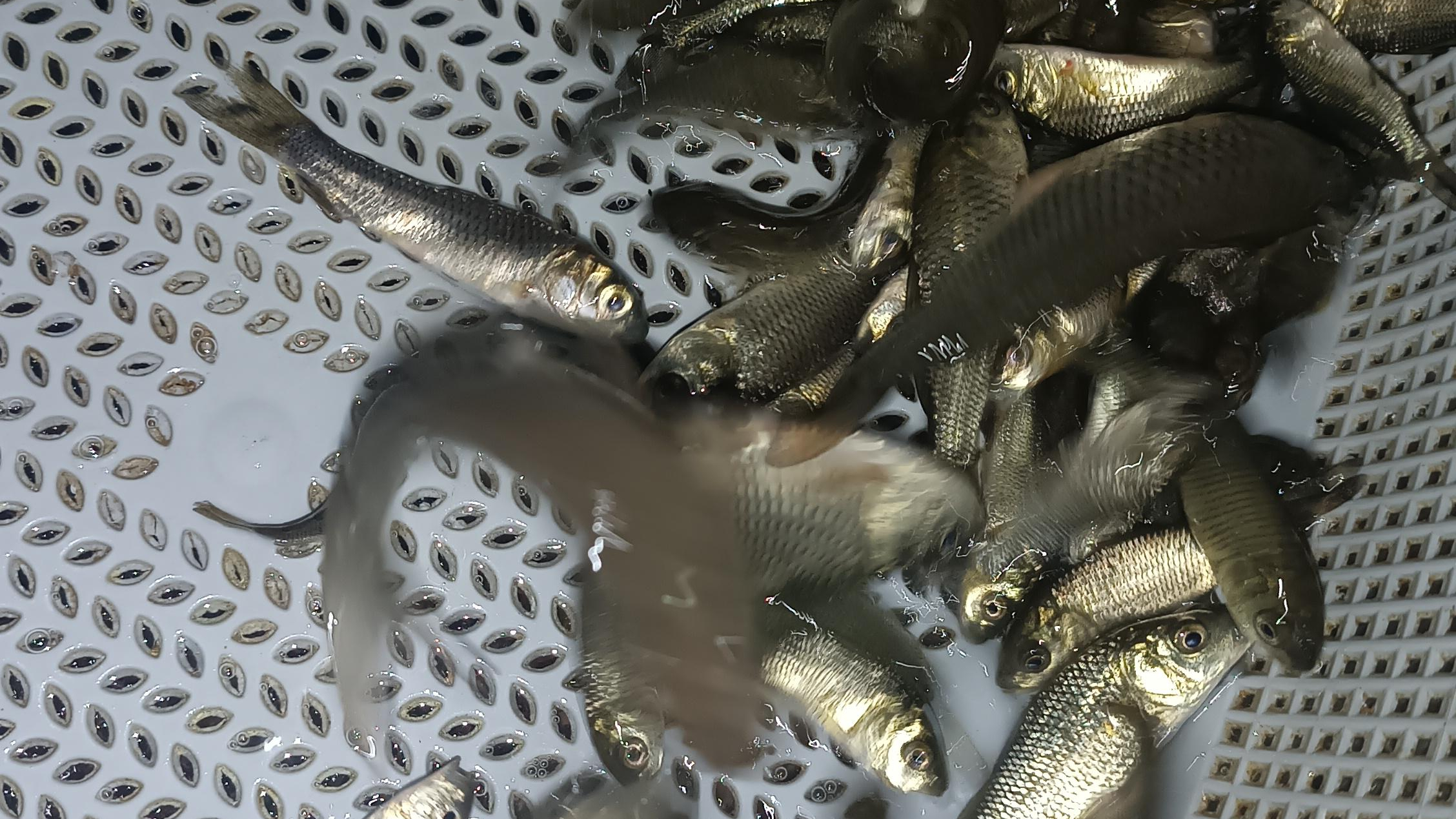 پرورش ماهی ساعدی اصل