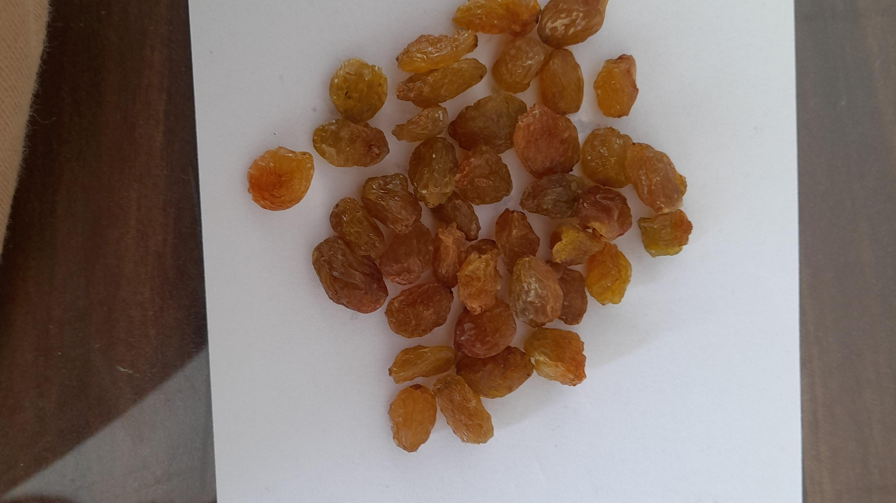 خرید و فروش محصولات کشاورزی برادران ایلخانی