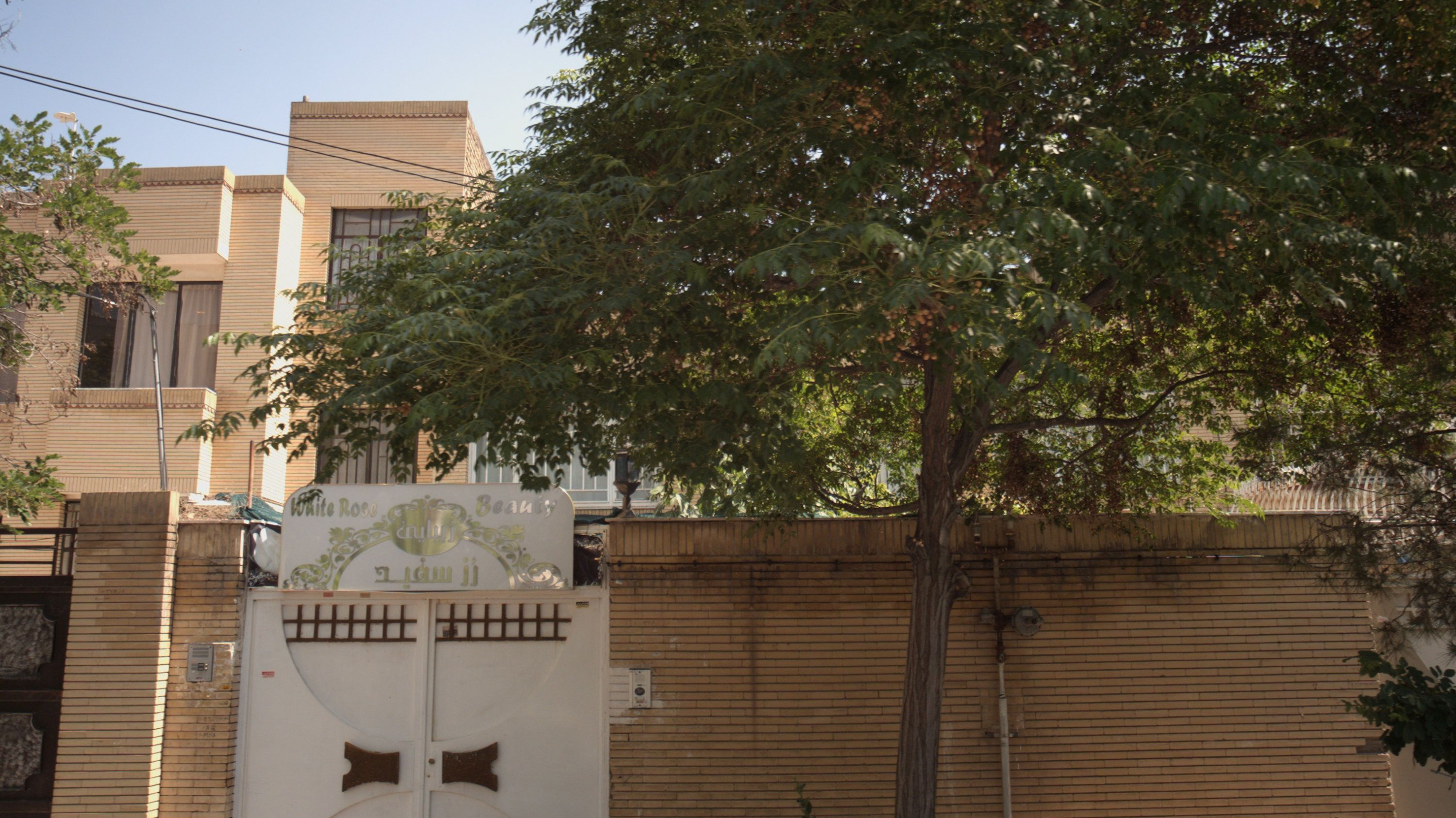 زیبایی رز سفید