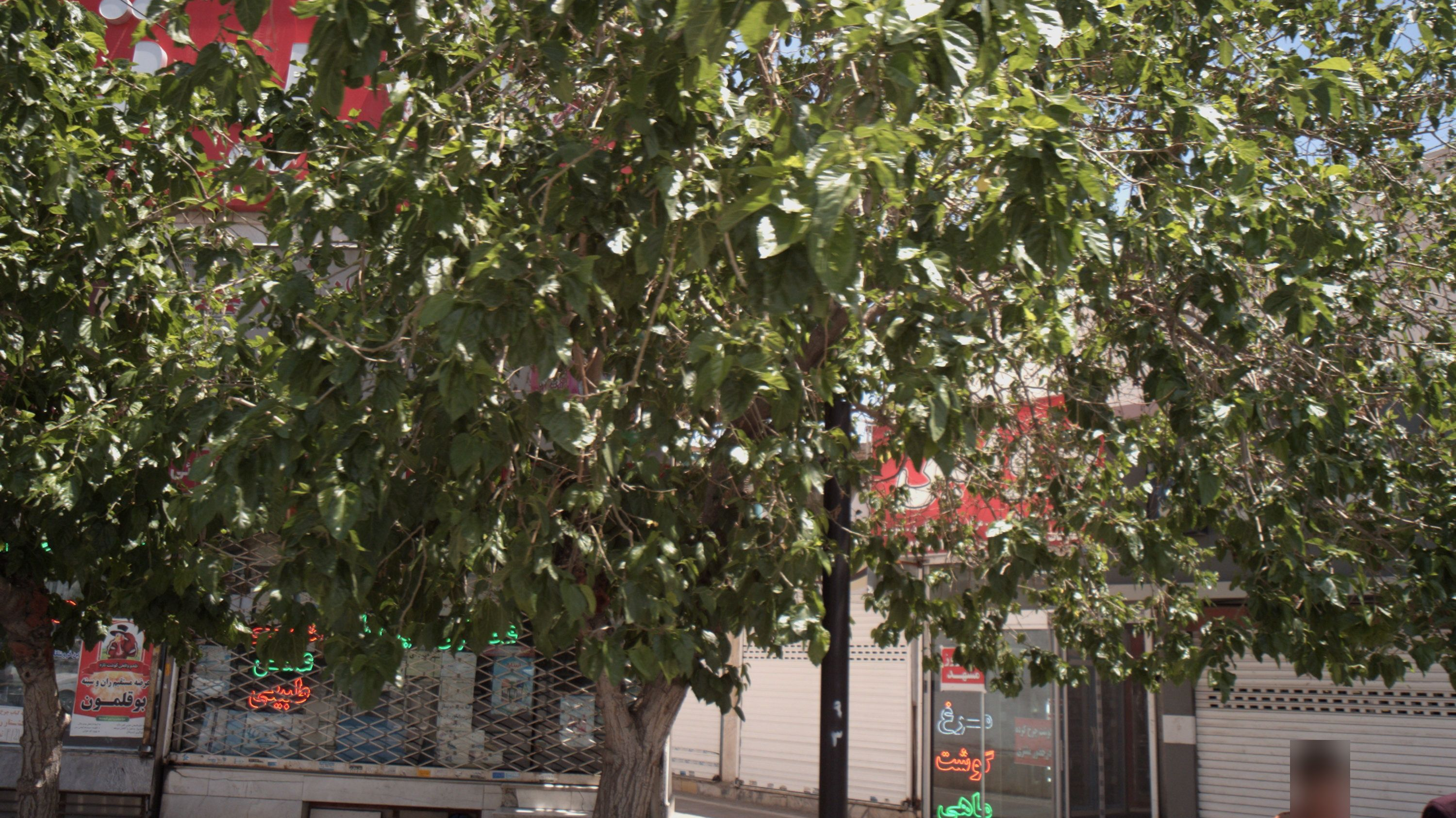 عطاری