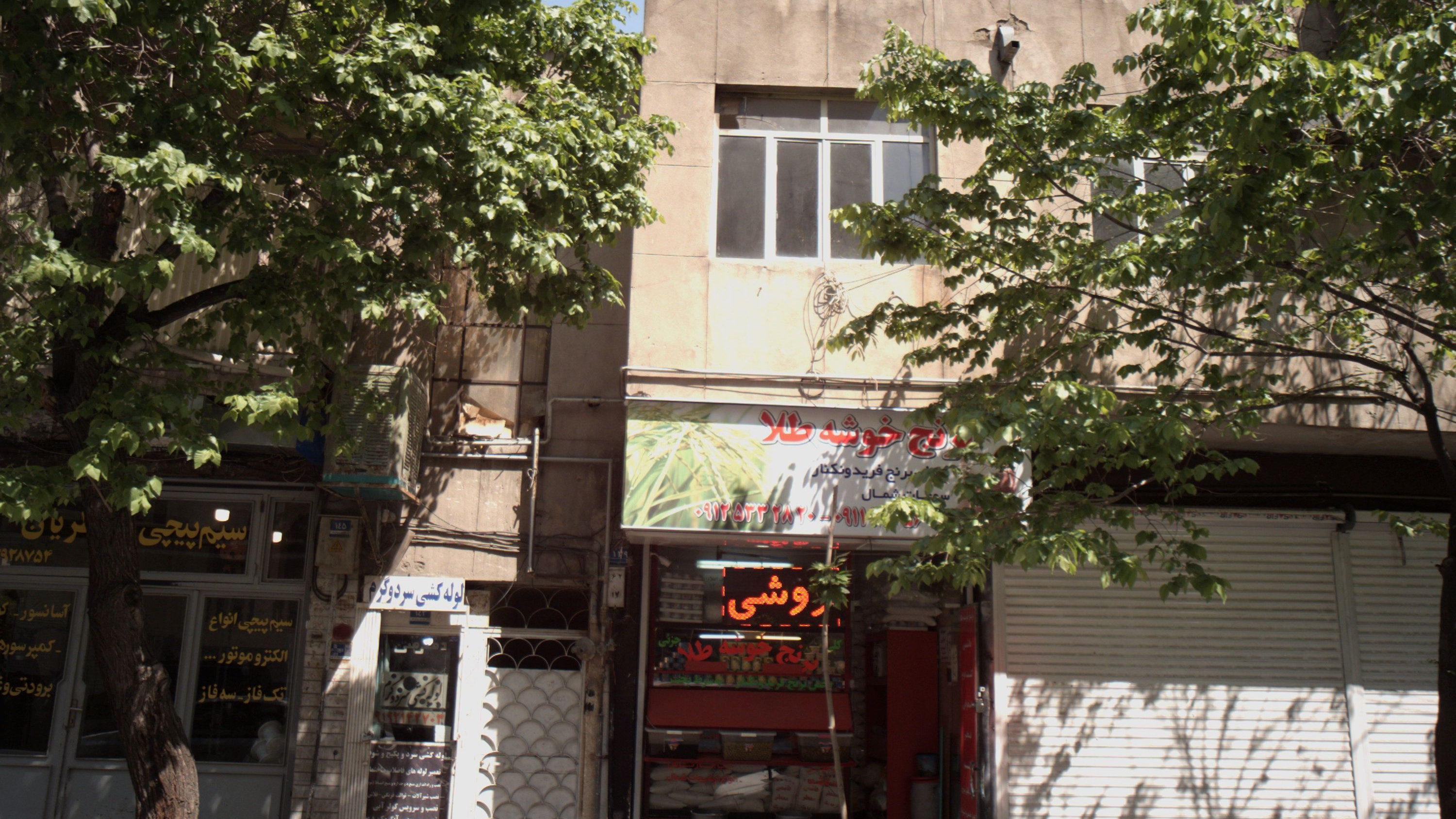 برنج خوشه طلا