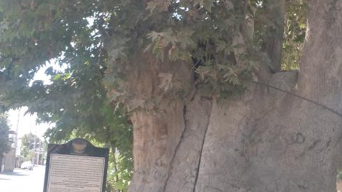 چنار سوخته سعید آباد ورامین