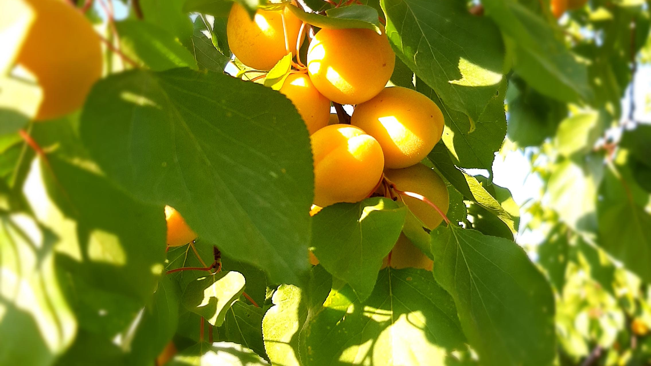 باغ گل نرگس