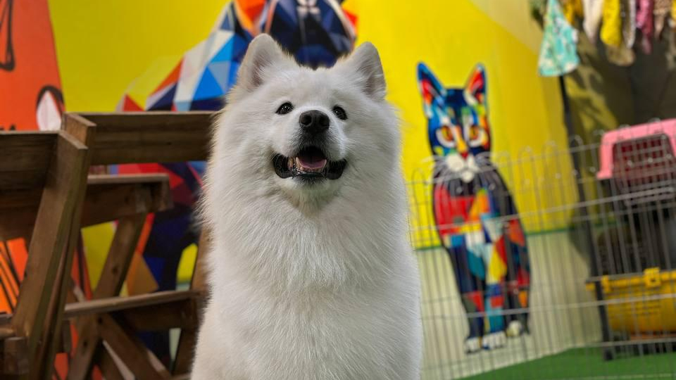 خانه حیوانات