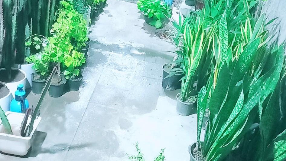 گلخانه گل و بلبل
