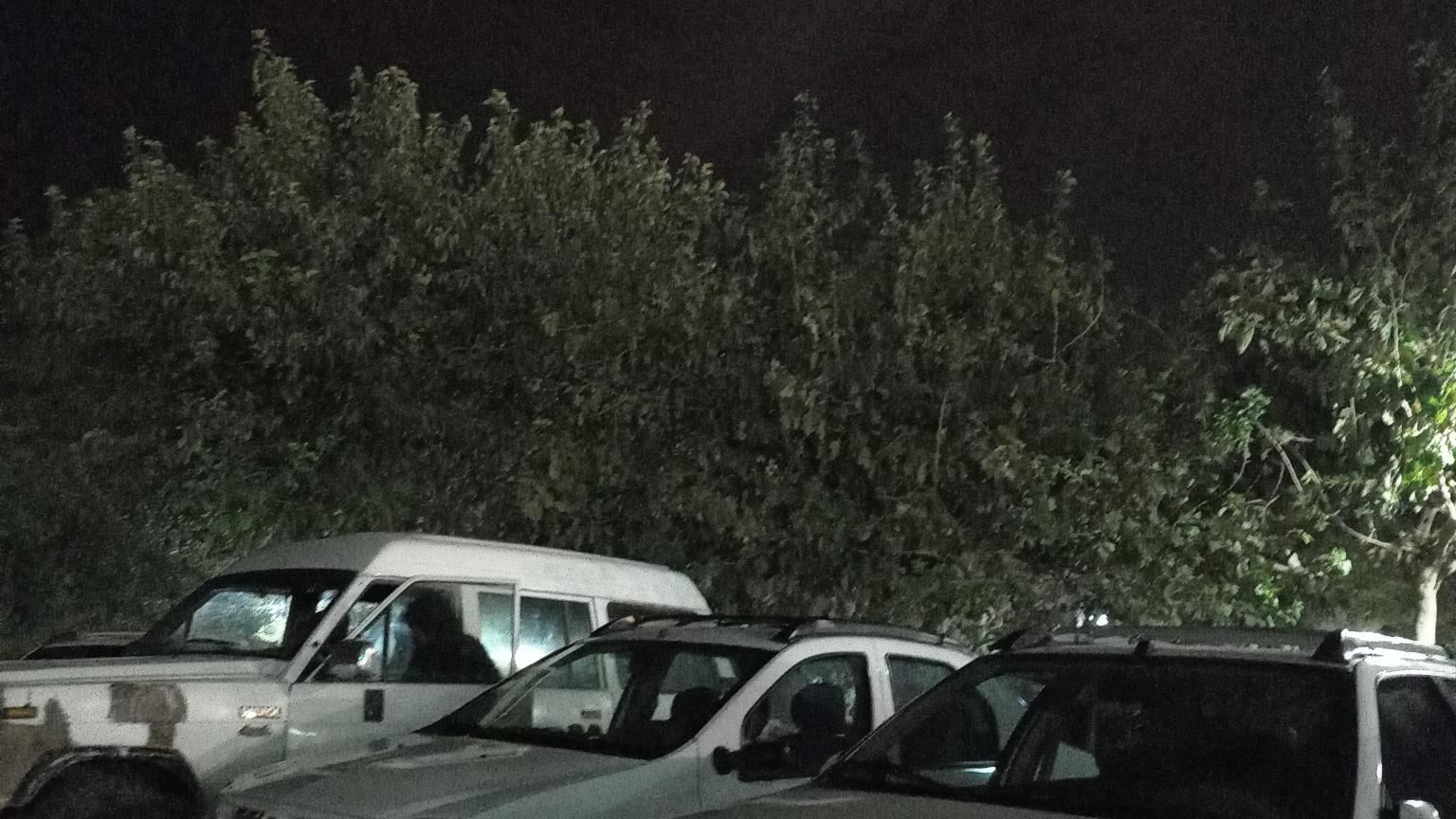 بوستان نرگس