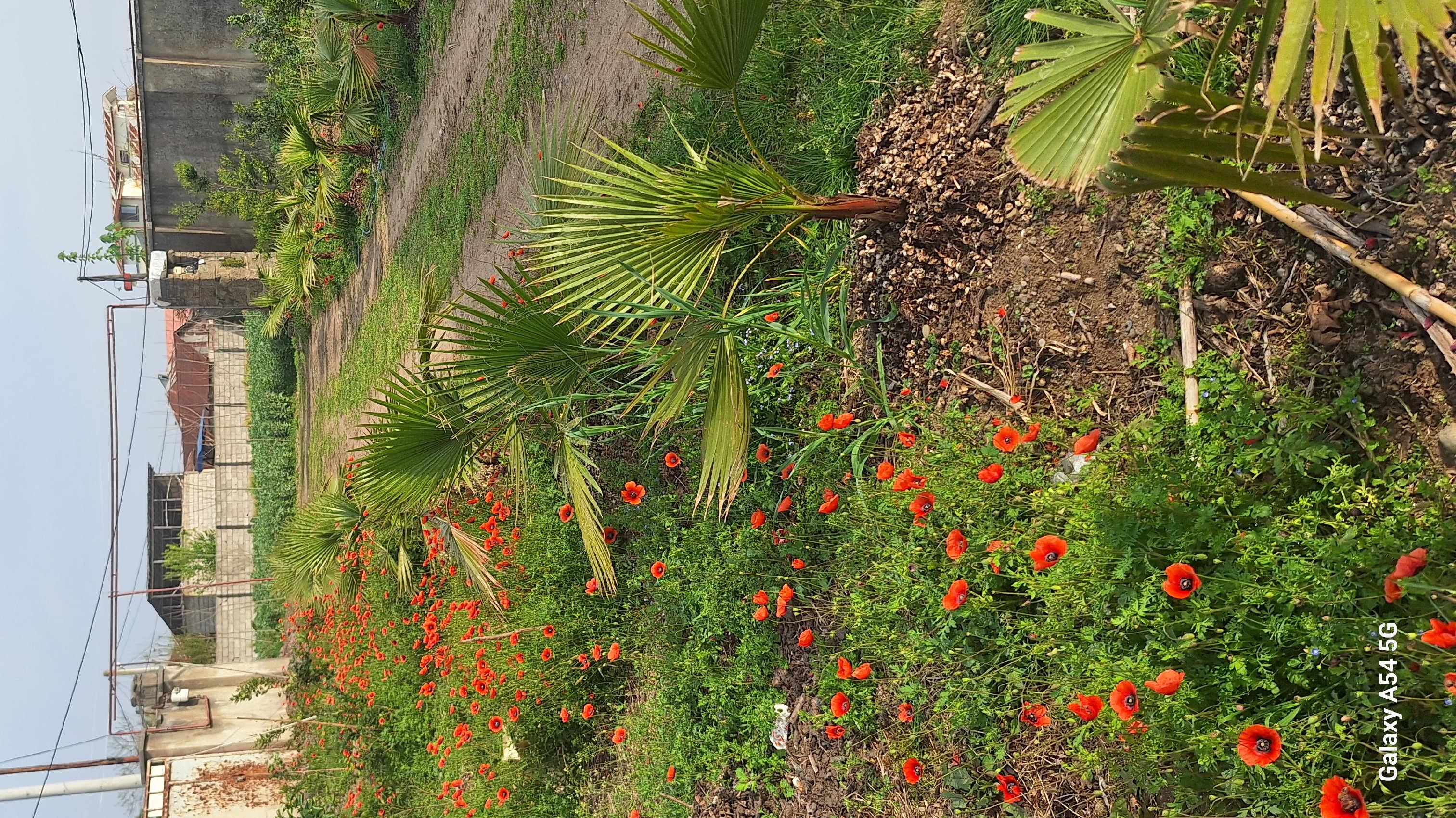 تولیدی قارچ ریحان
