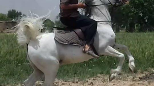 مجموعه پرورش اسب زیدان مارچین