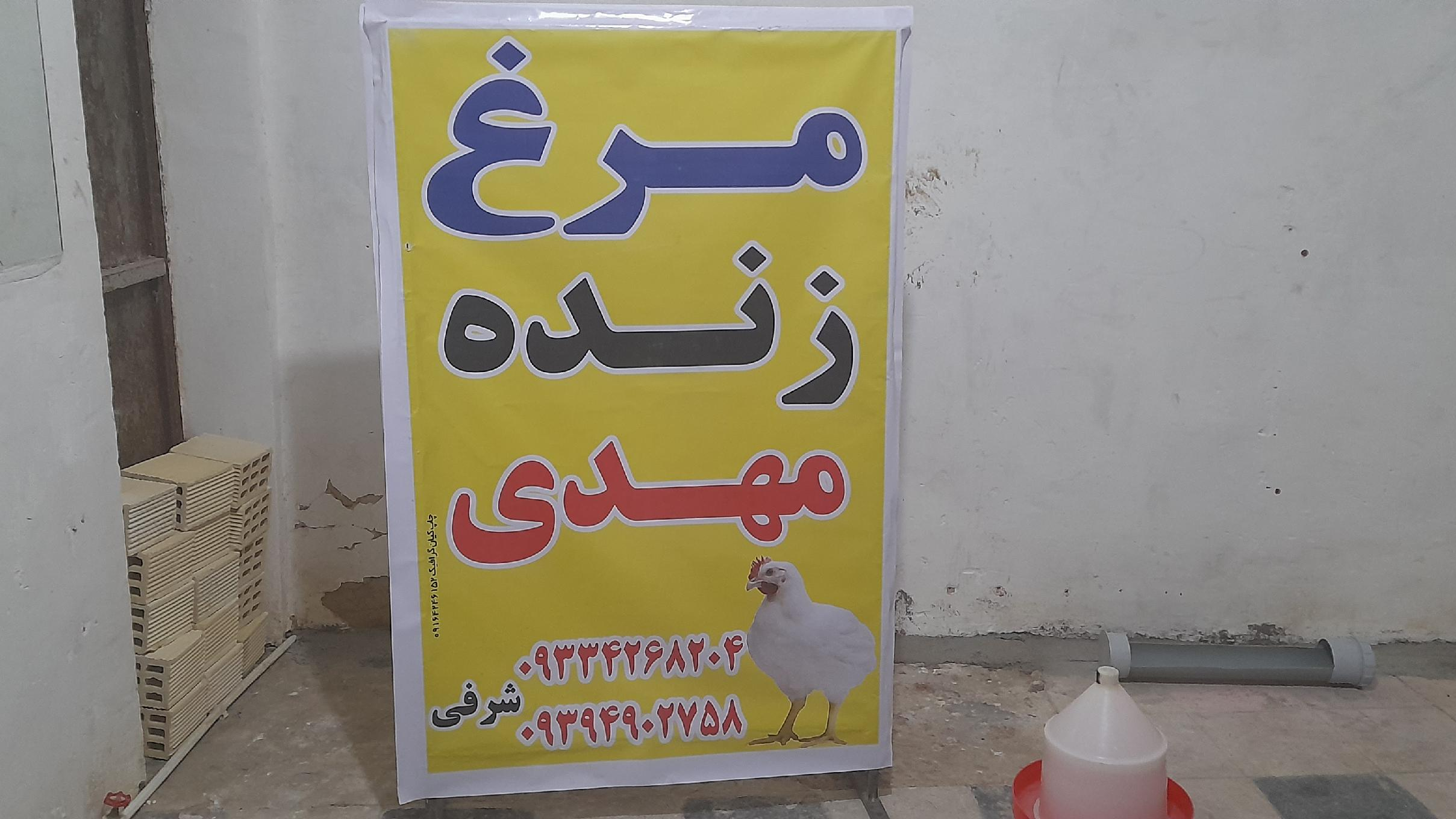 مرغ زنده مهدی