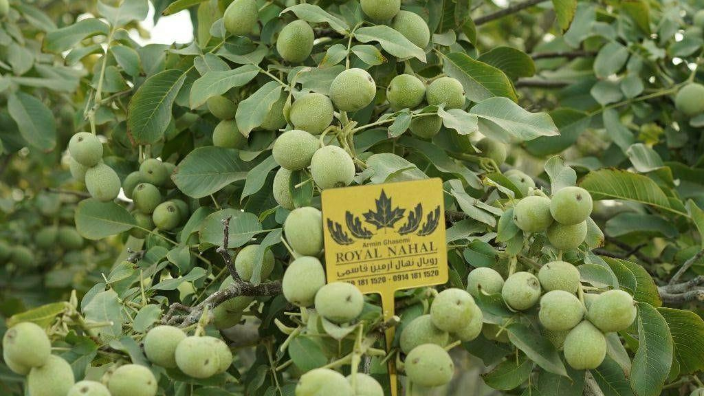 فارم یونس جهانگیری